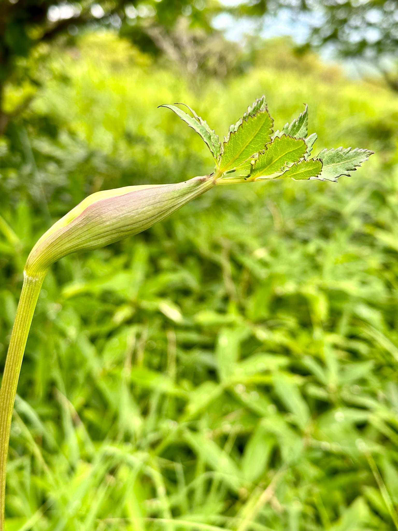 Young plant bud with green leaves in a grassy background