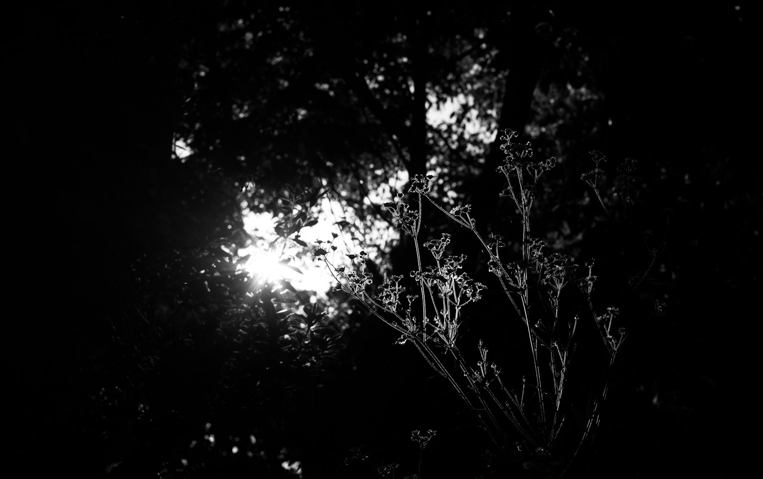 暗い背景に浮かぶ白い光と影のコントラストが美しい夜の植物