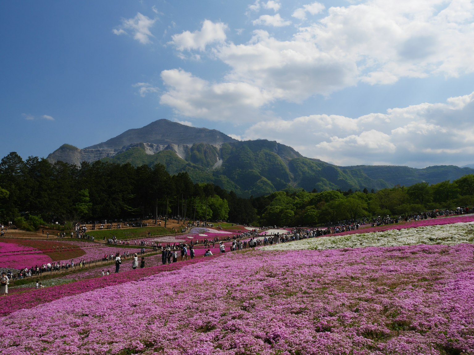 Campos de flores rosas vibrantes con montañas al fondo