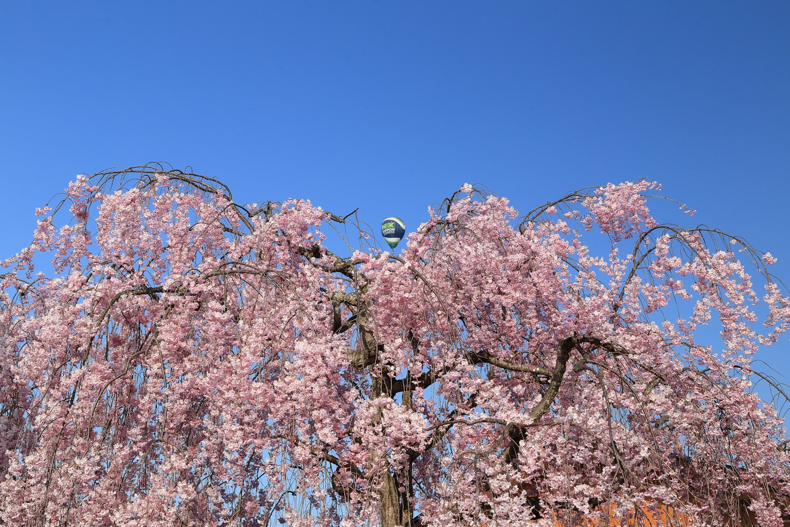 Un albero di ciliegio in piena fioritura sotto un cielo azzurro