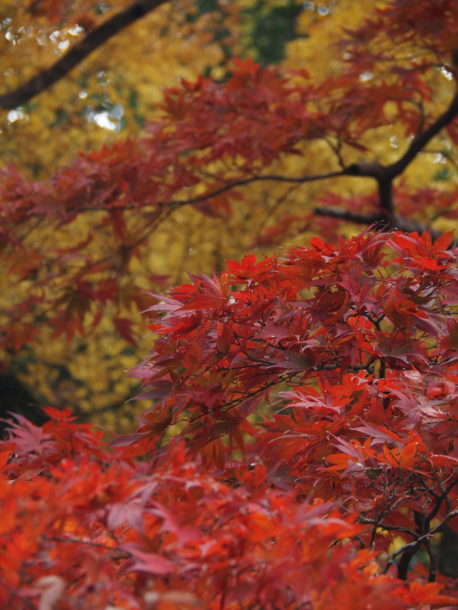 Feuilles d'érable rouges vives contrastant avec un fond automnal
