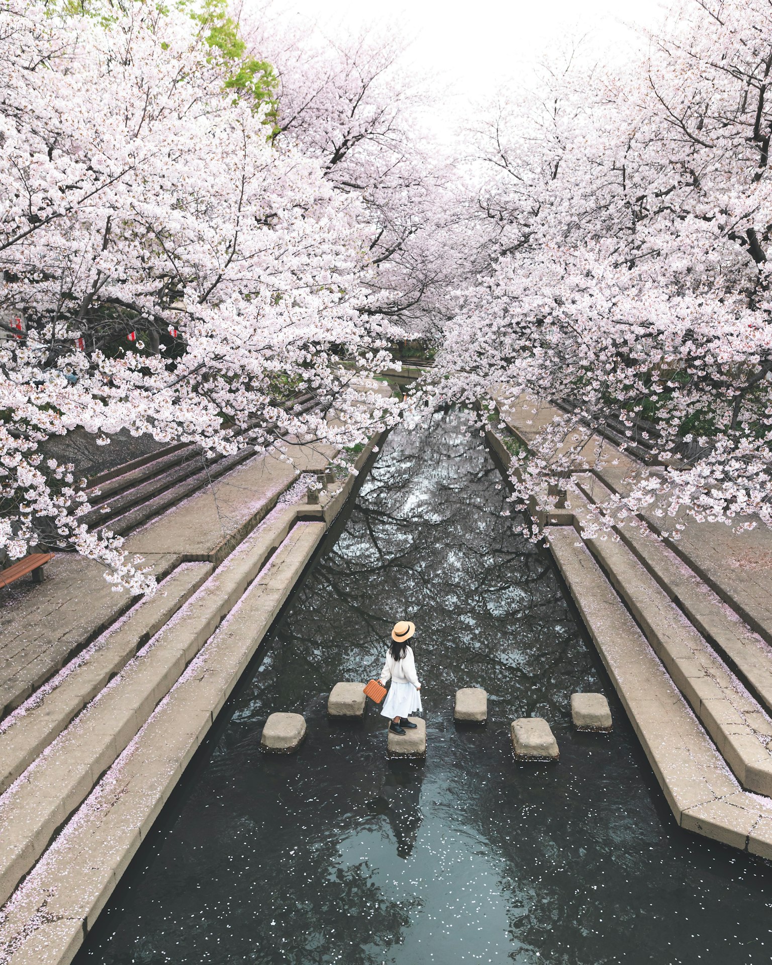 Una donna in bianco in piedi su pietre in un ruscello circondata da alberi di ciliegio in fiore