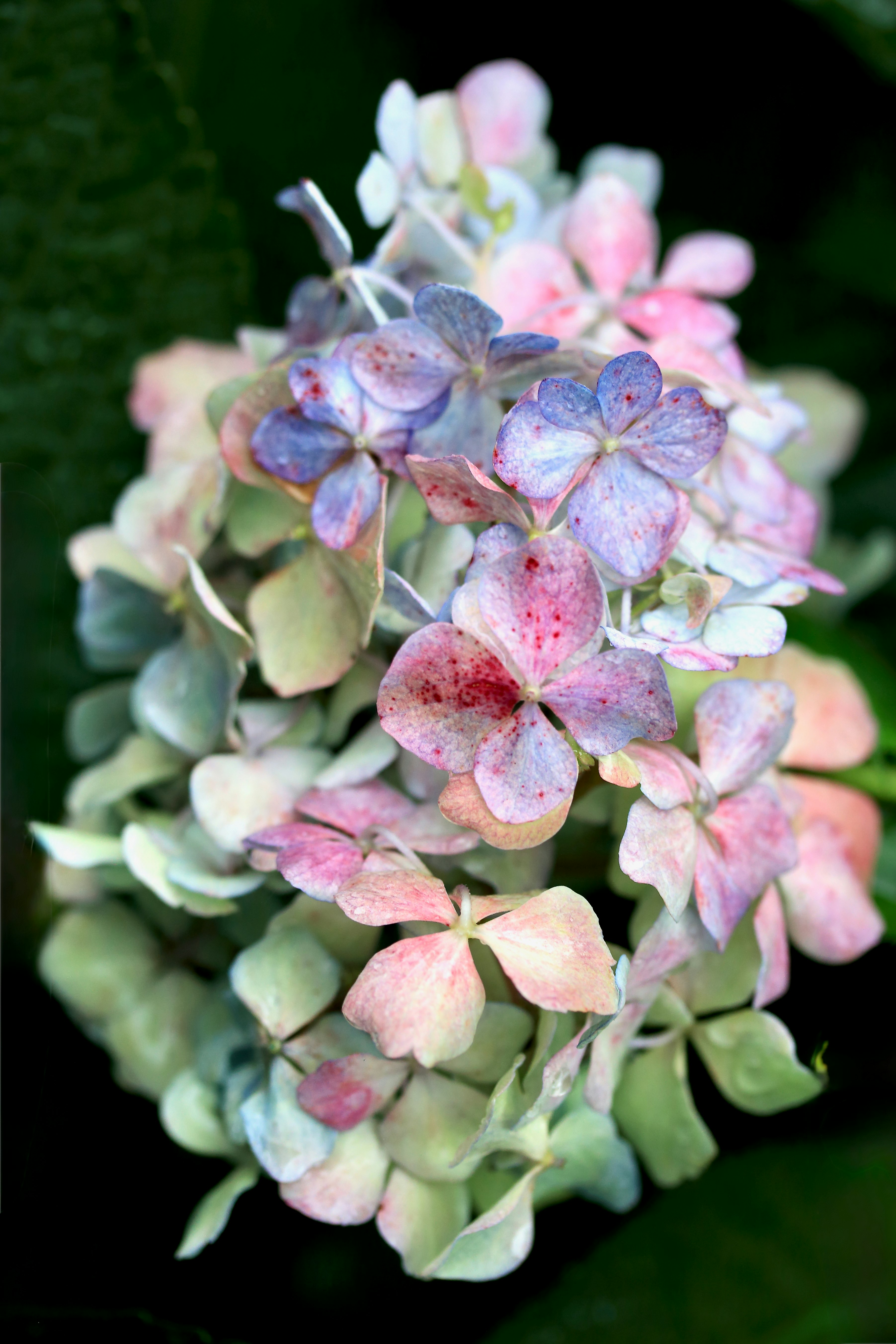 紫陽花の花とつぼみのクローズアップ