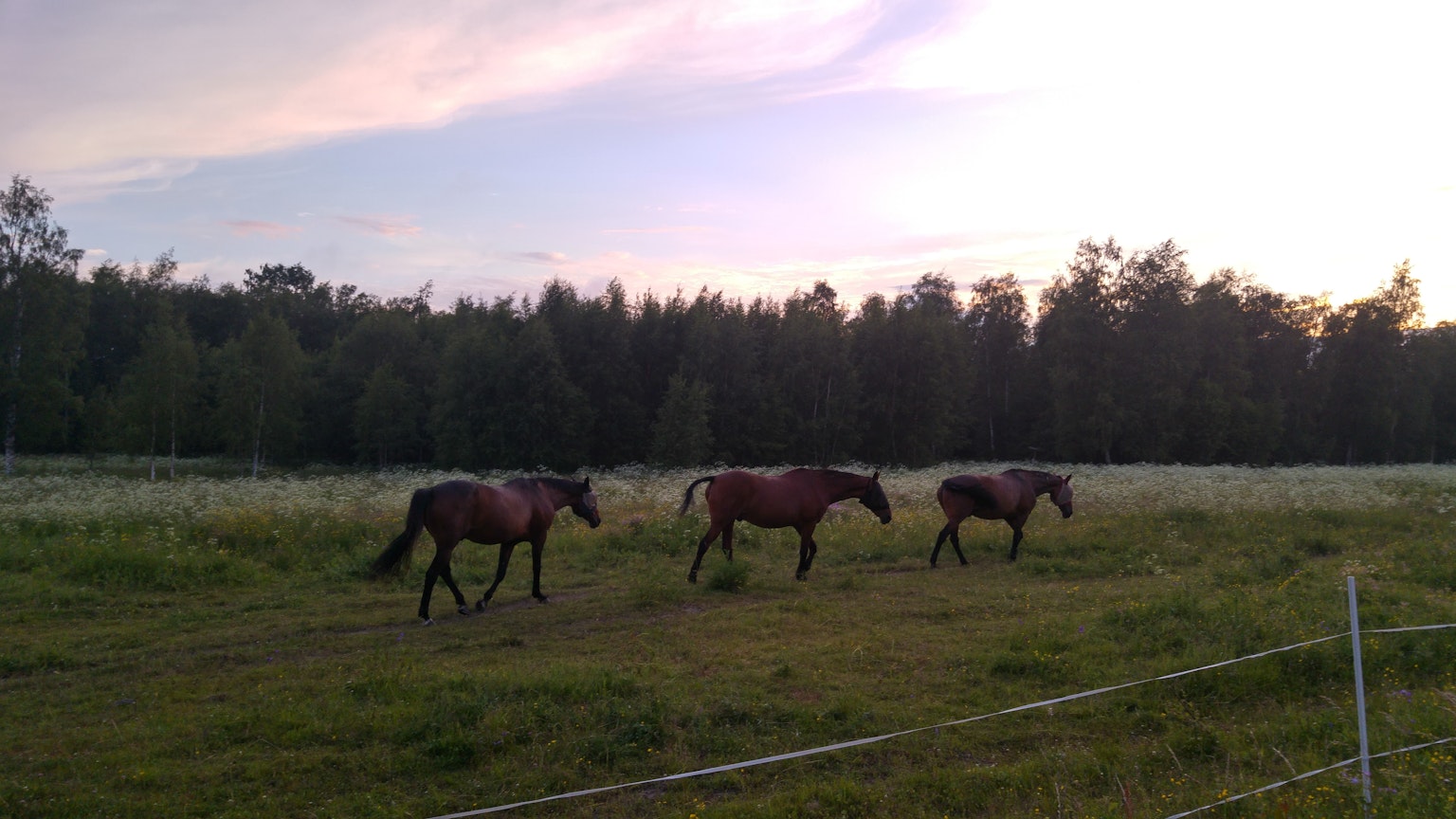 Three horses walking in a grassy field with a forest backdrop