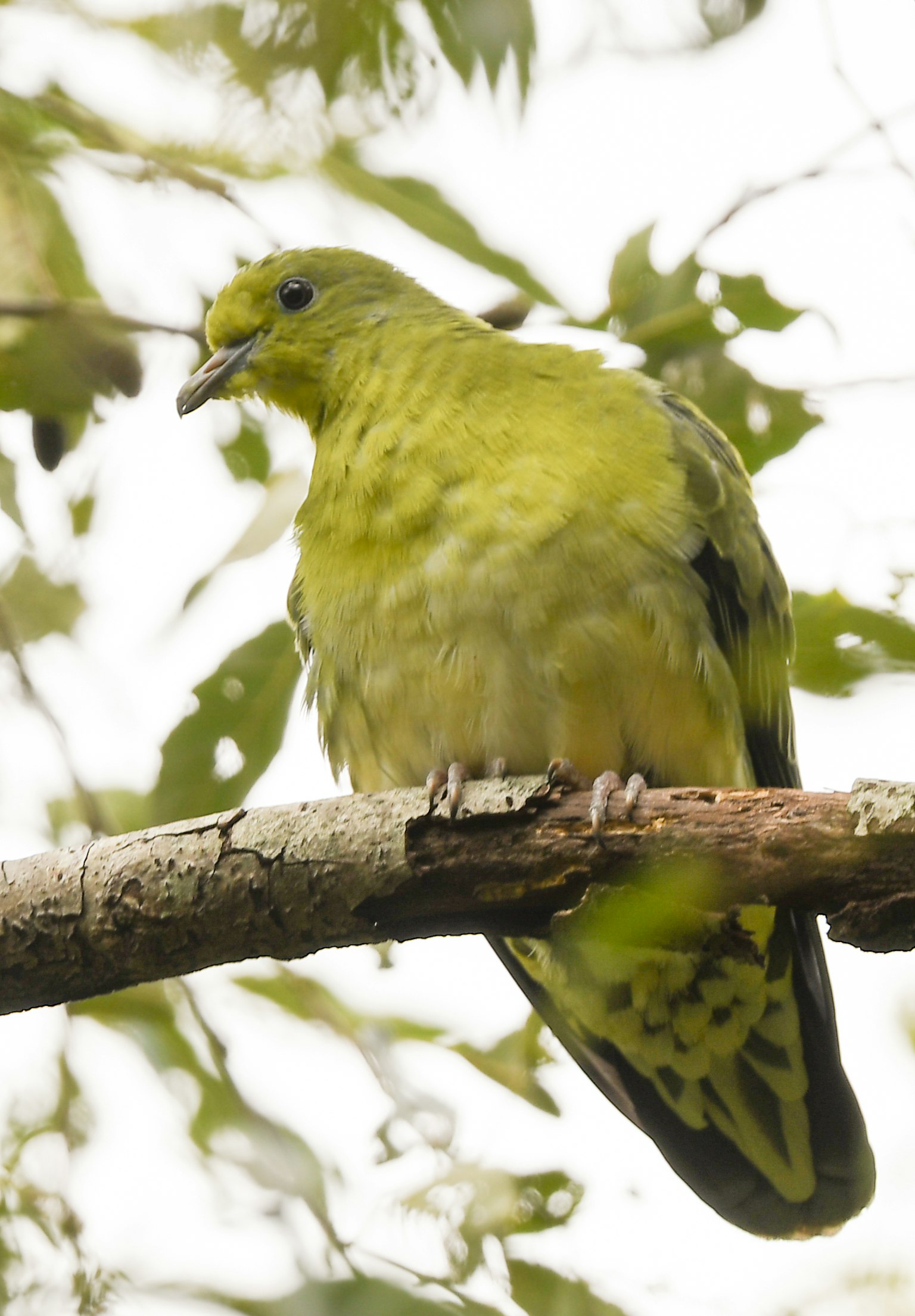 Ein grüner Vogel sitzt auf einem Ast