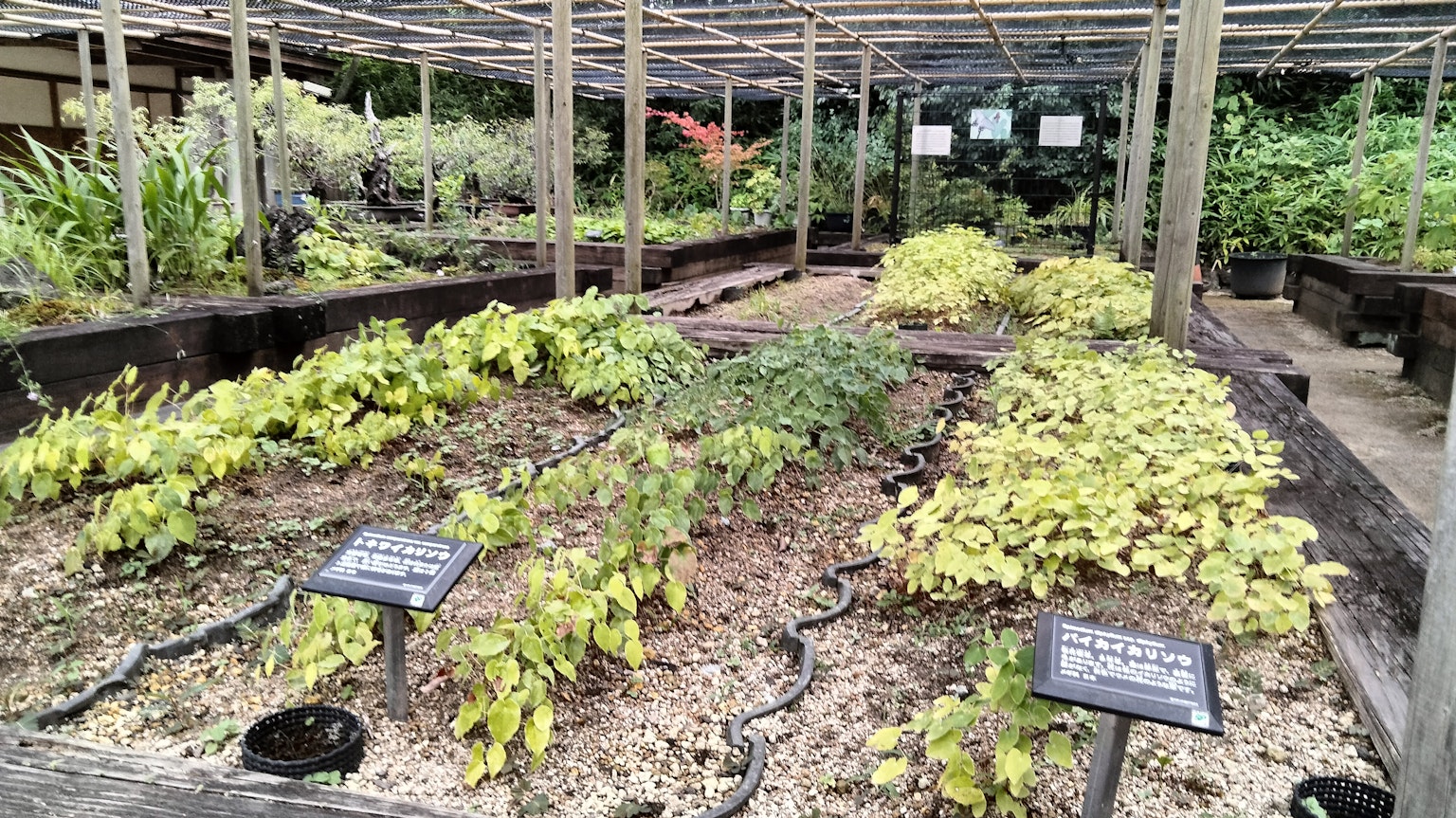溫室內部可見各種植物幼苗在土壤床上的排列