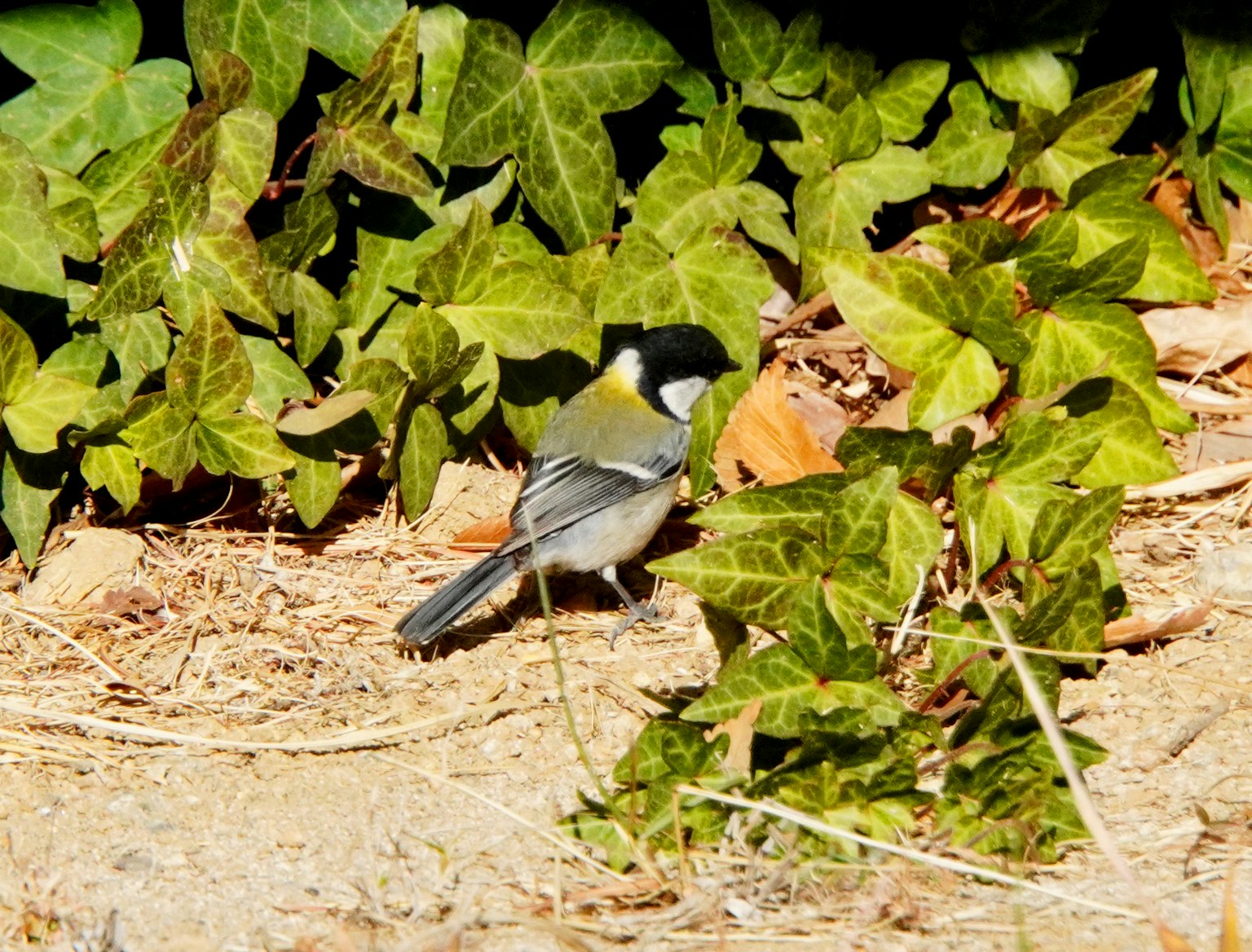 Un petit oiseau parmi des feuilles vertes dans un cadre naturel