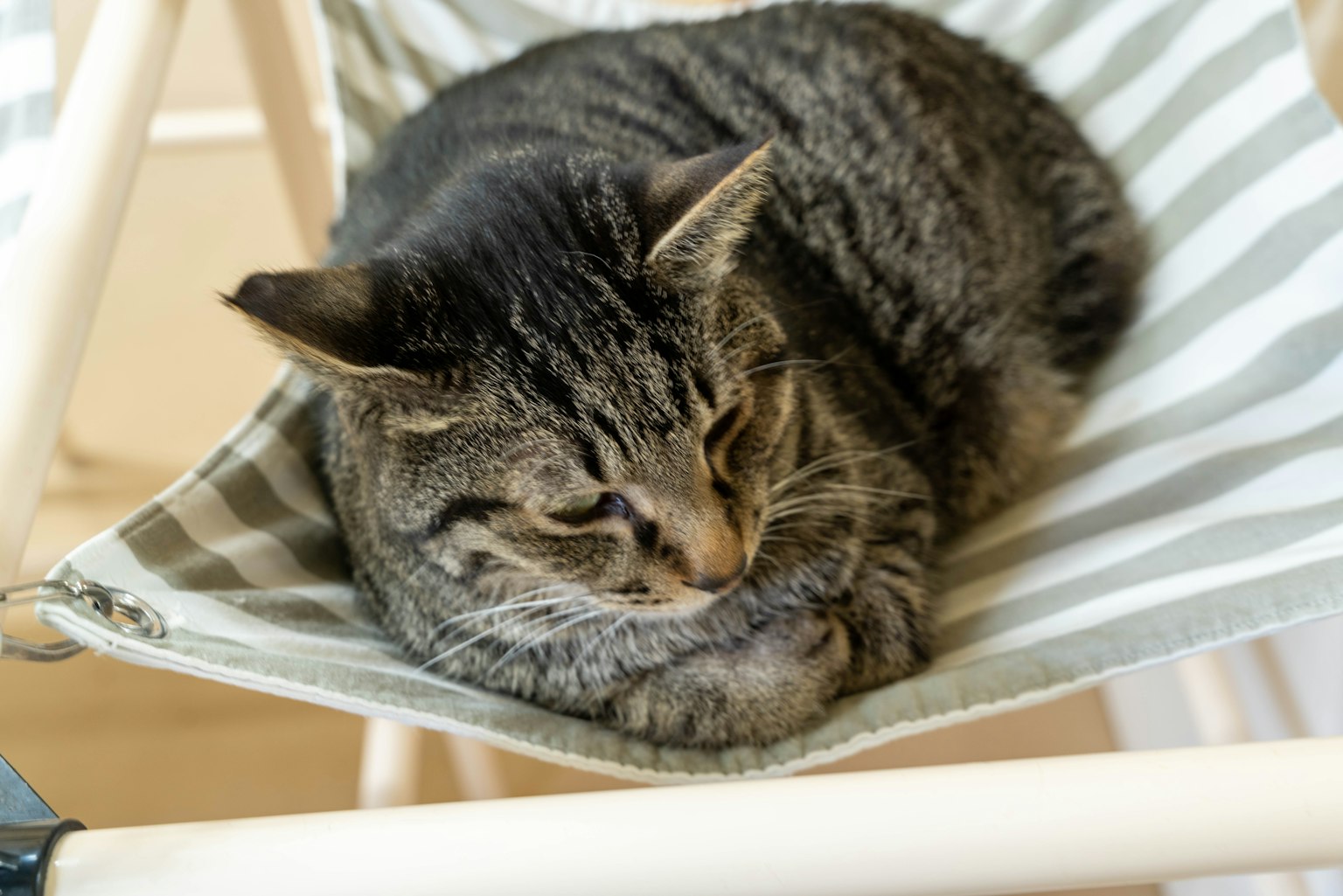 Un chat rayé brun se prélassant dans un hamac