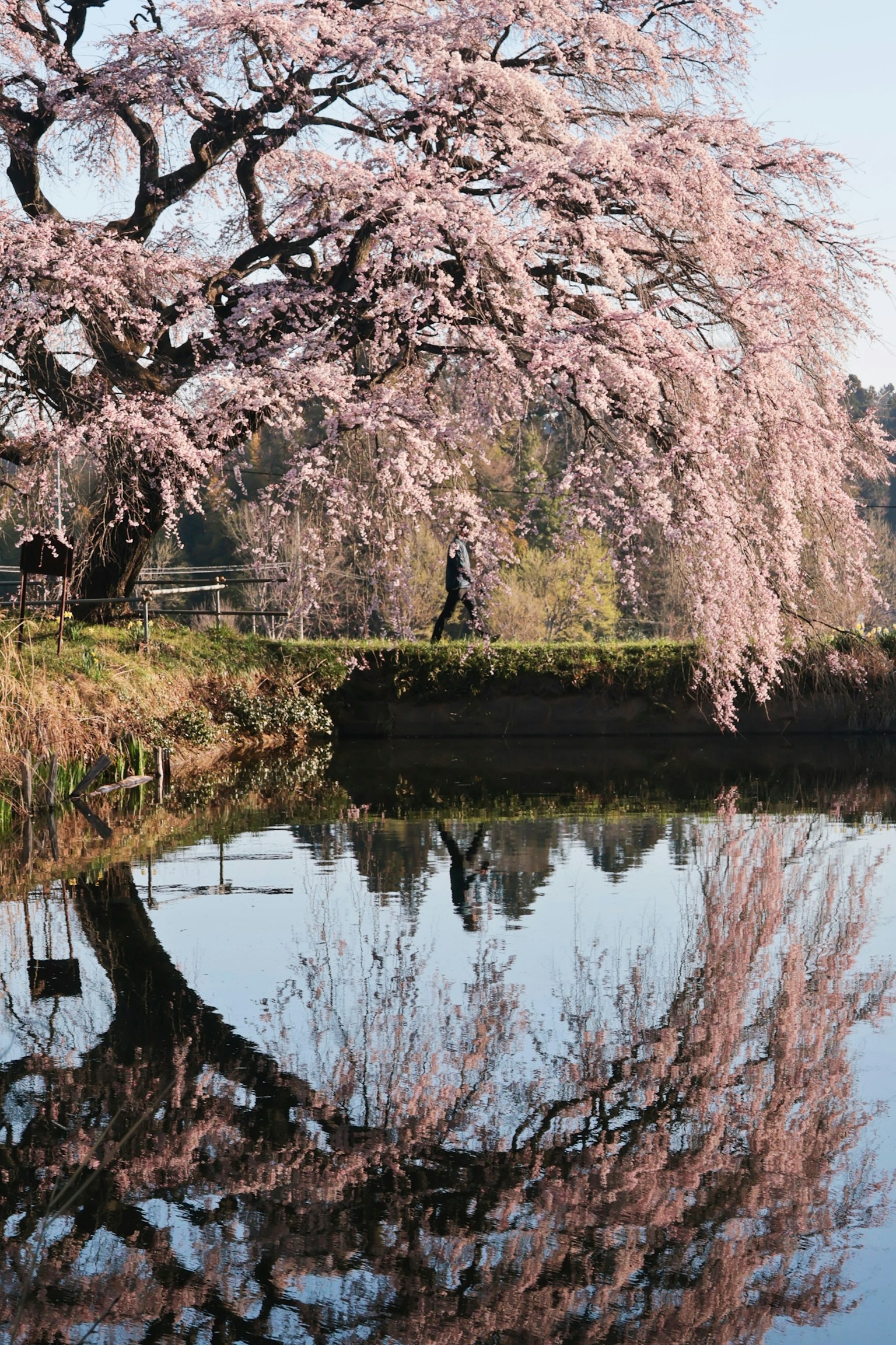 Beautiful cherry blossom tree reflecting on the water surface