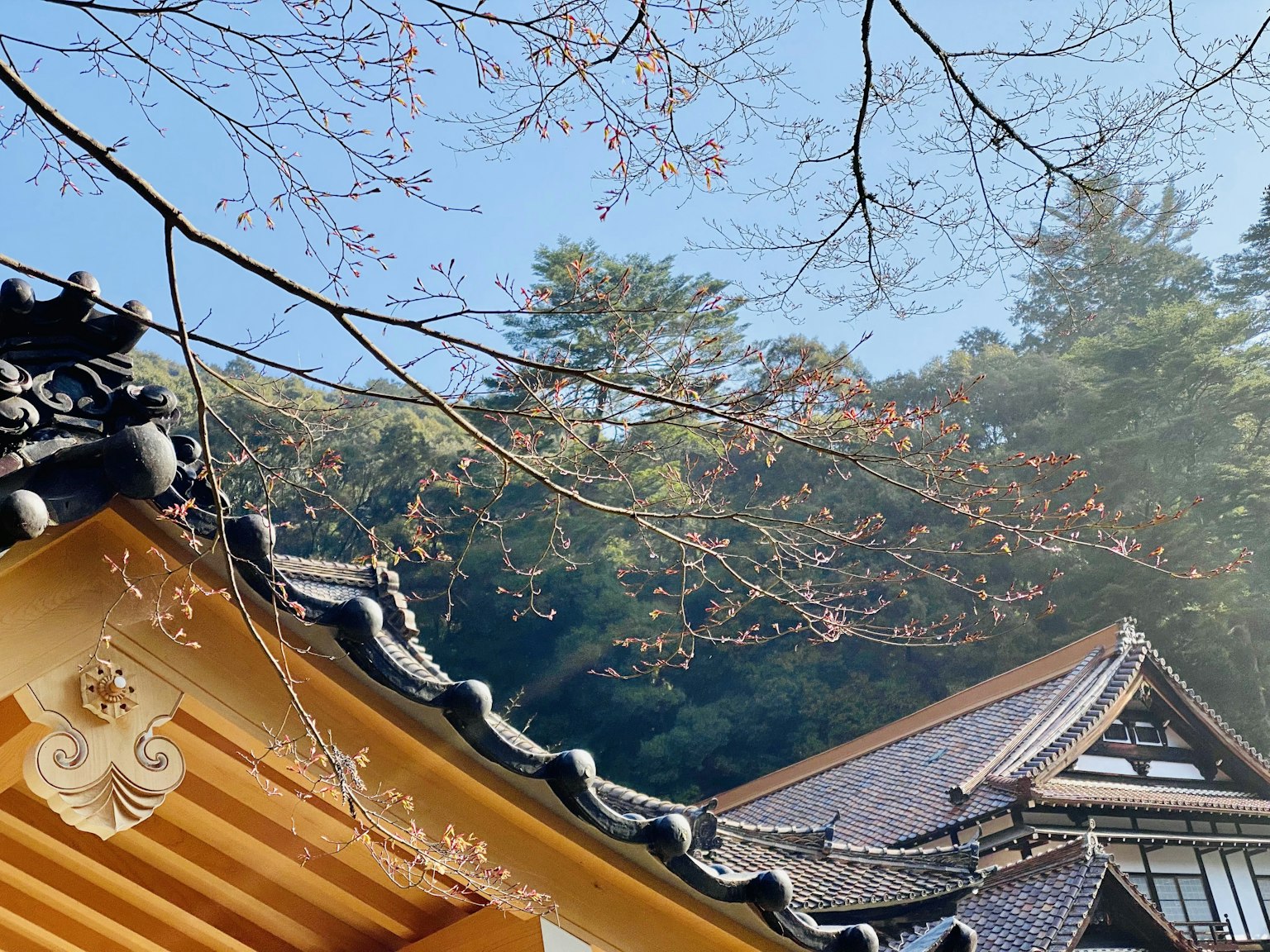 Atap tradisional Jepang dengan bunga sakura di bawah langit biru yang cerah