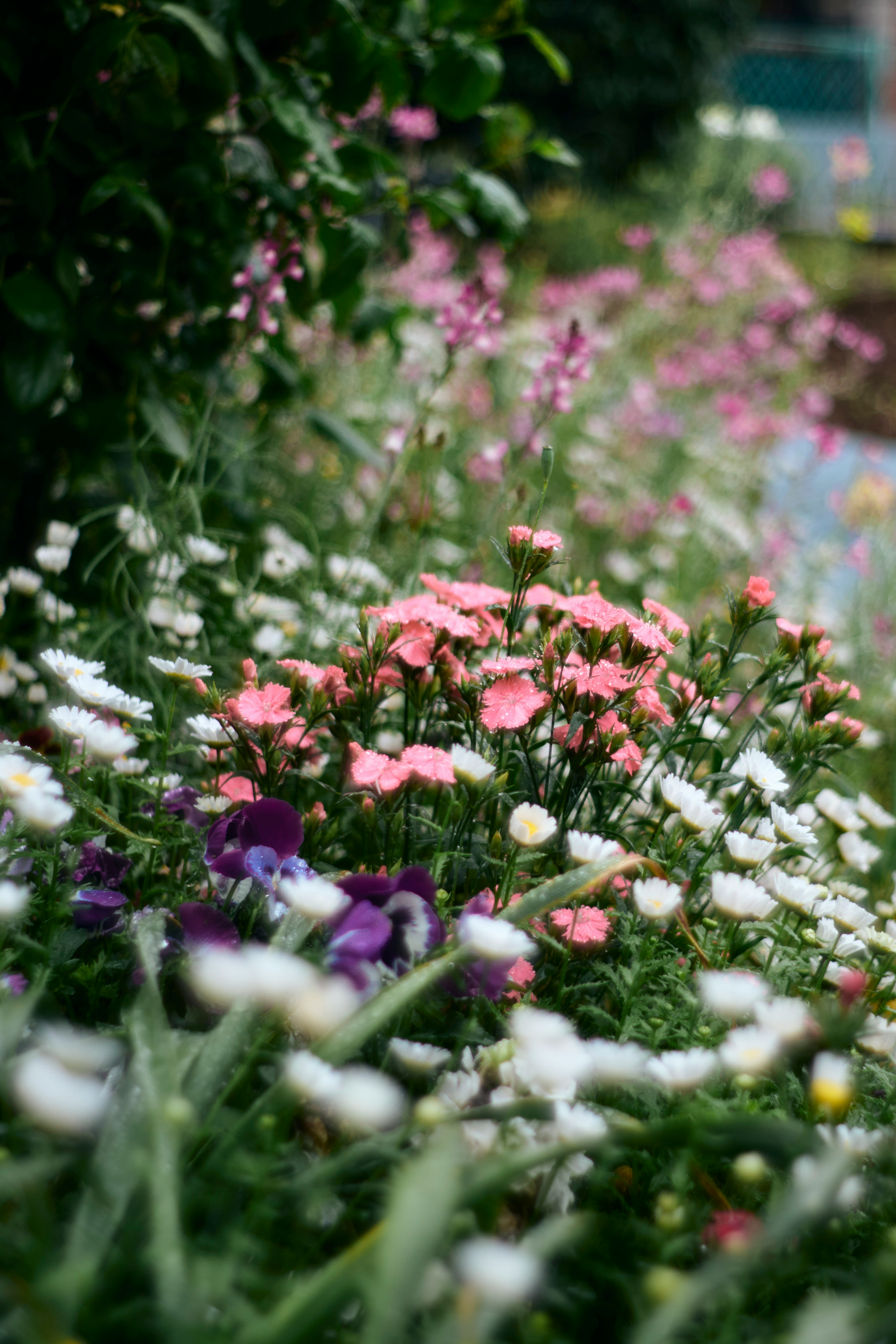 色とりどりの花が咲く庭の花壇