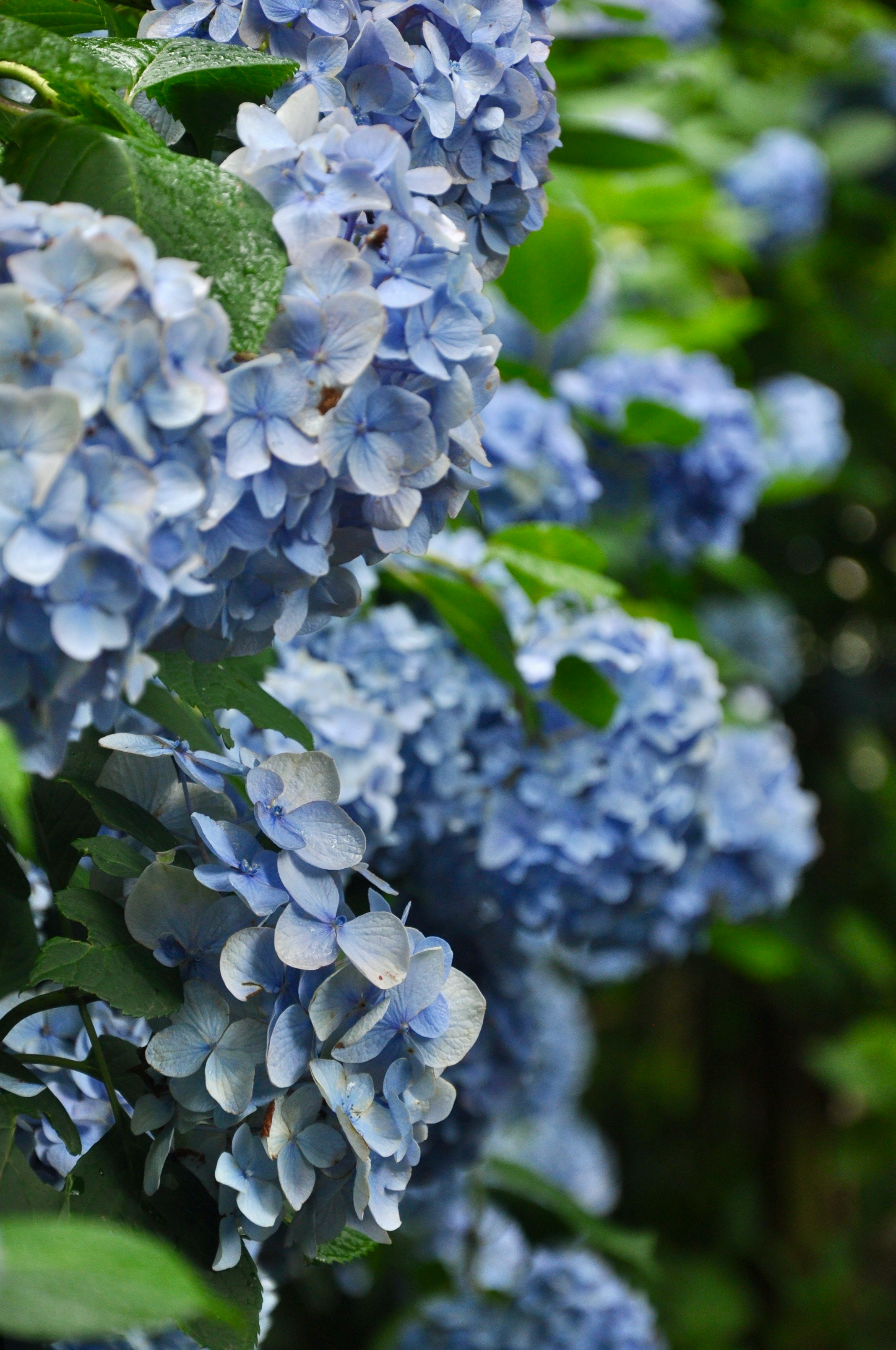 青いあじさいの花と雨の気配のある庭