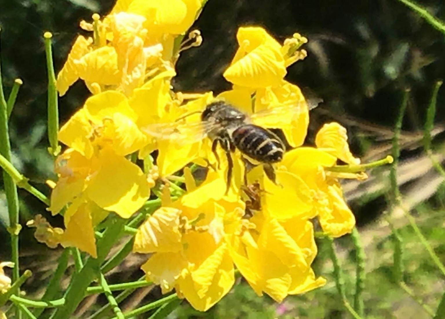 Bee on vibrant yellow flower