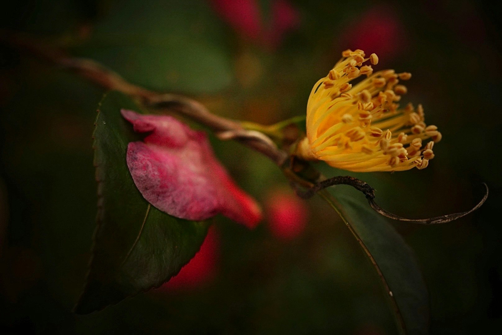 サザンカの花とつぼみのクローズアップ