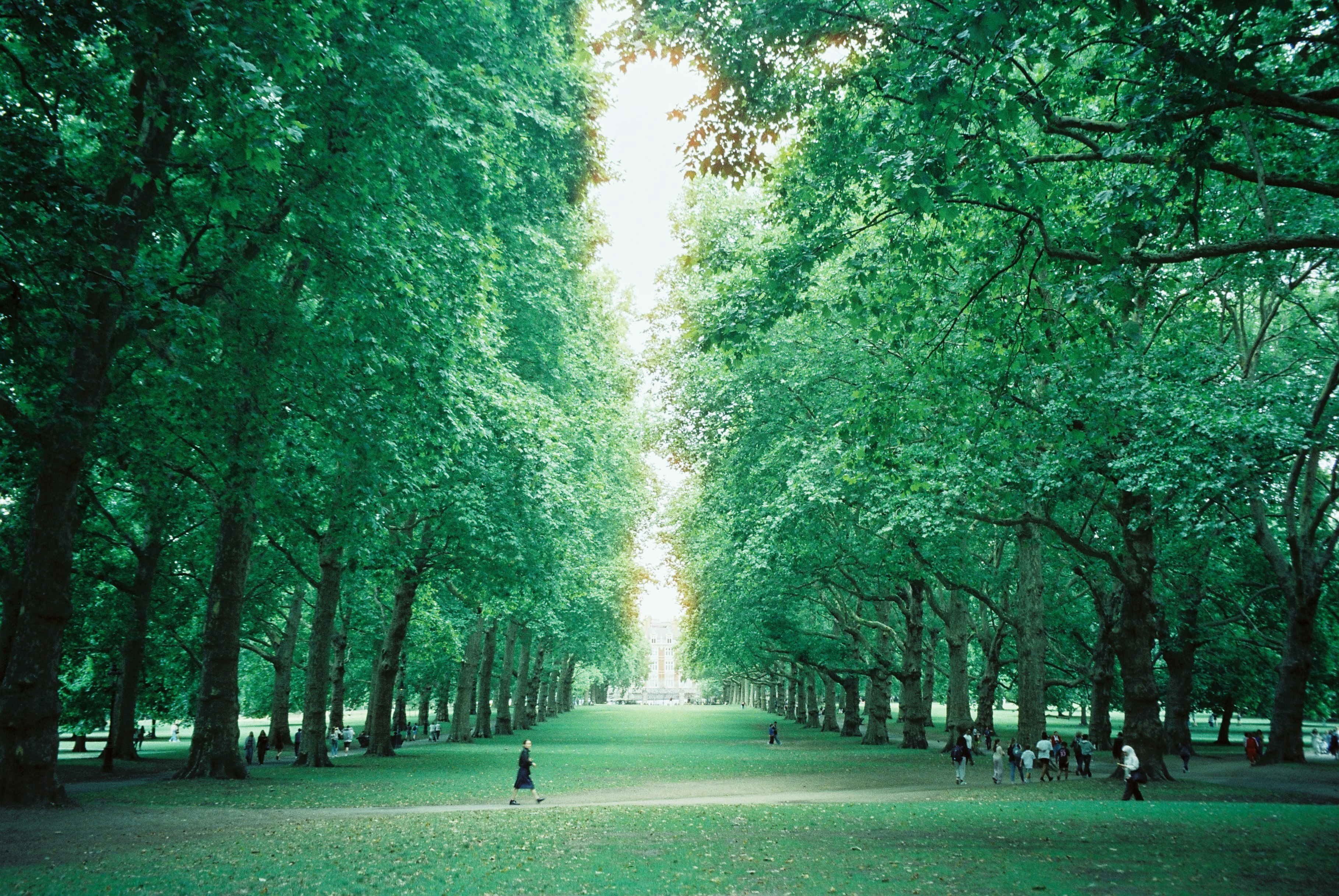ロンドンのハイドパークの並木道と芝生の散歩風景