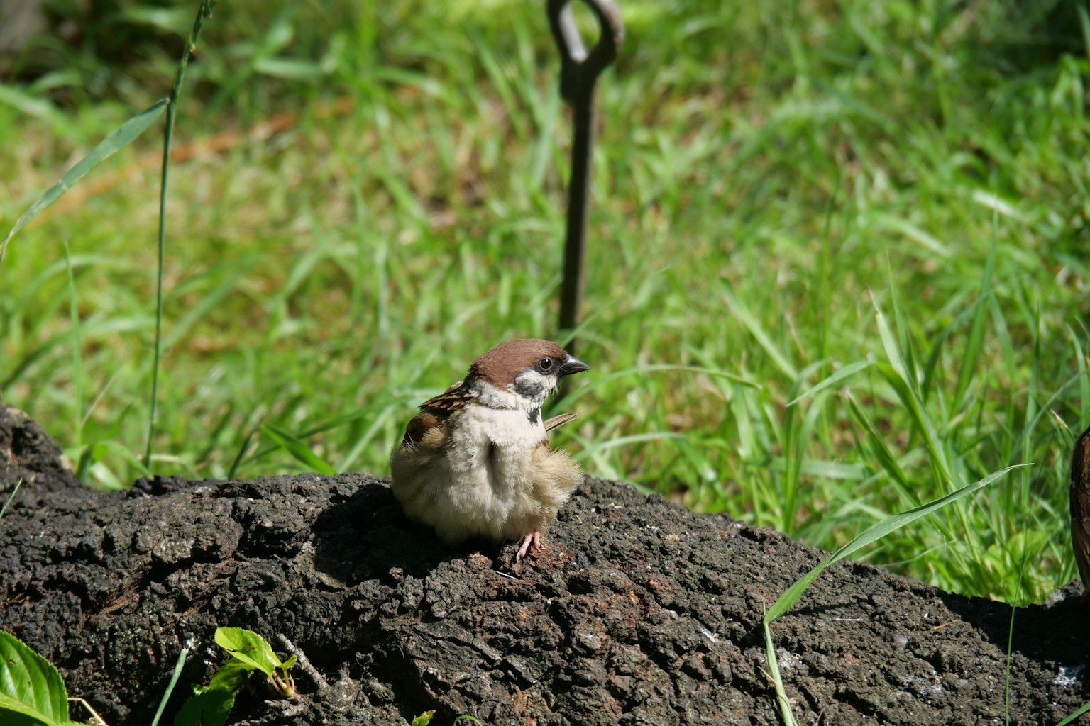 Ein kleiner Vogel auf einem Baumstamm inmitten von grünem Gras