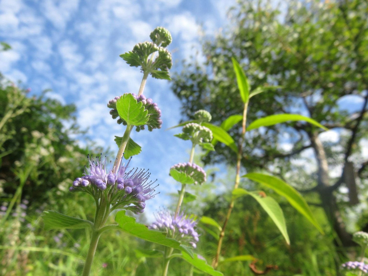 Plant with purple flowers blooming under a blue sky with clouds