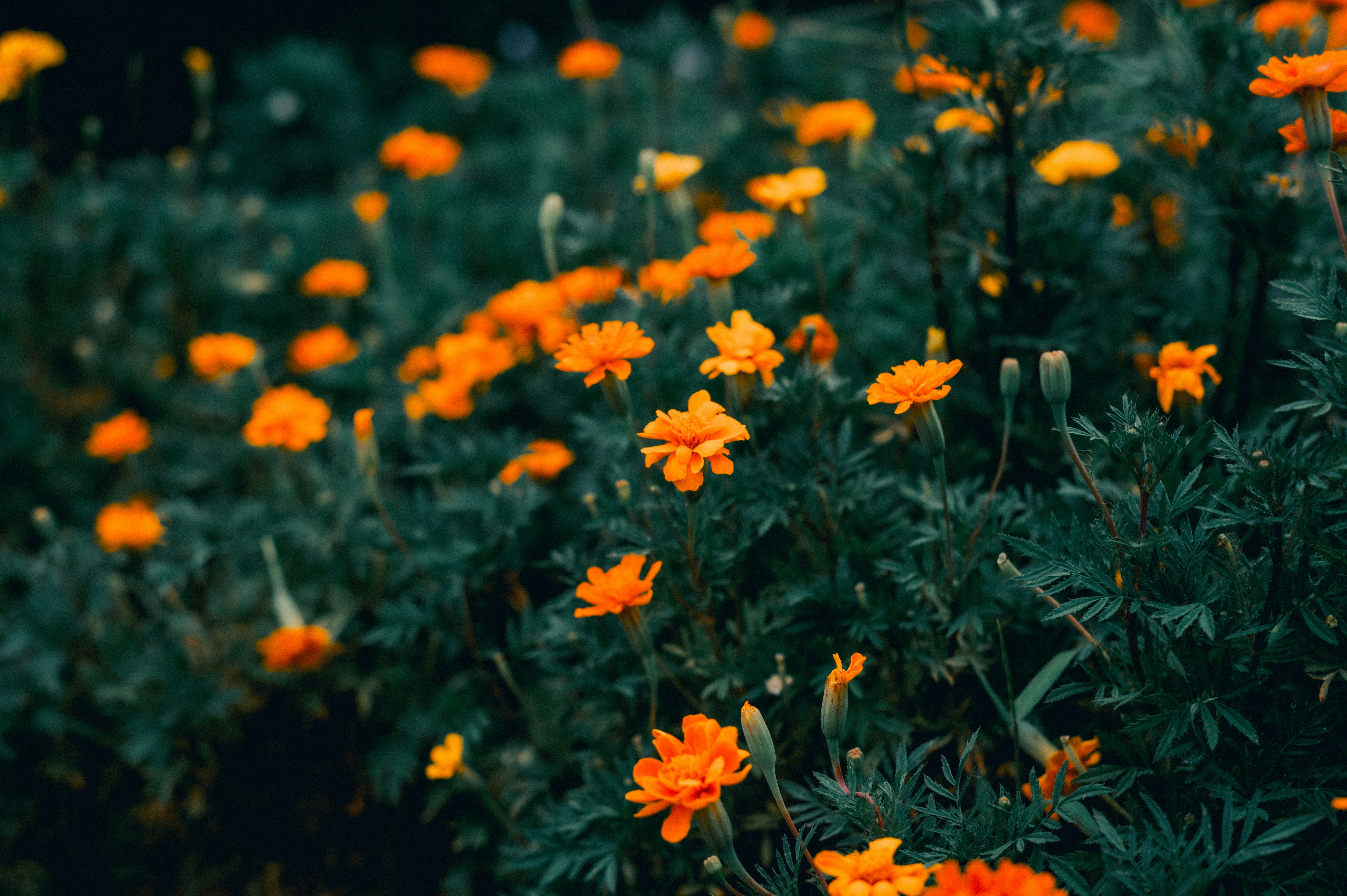 オレンジの花が咲く花畑の風景