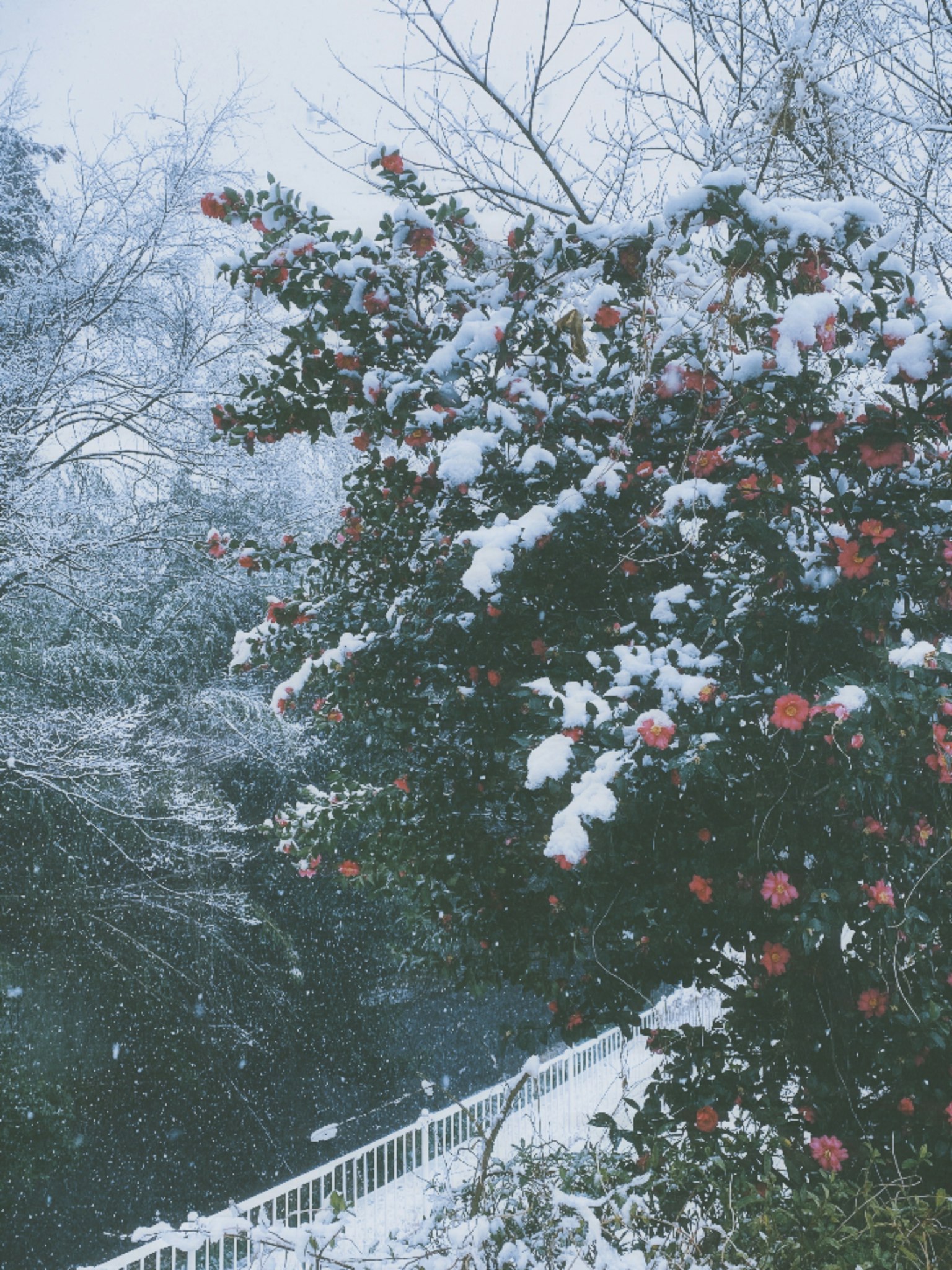 Árbol de camelia cubierto de nieve con flores rojas y cerca blanca