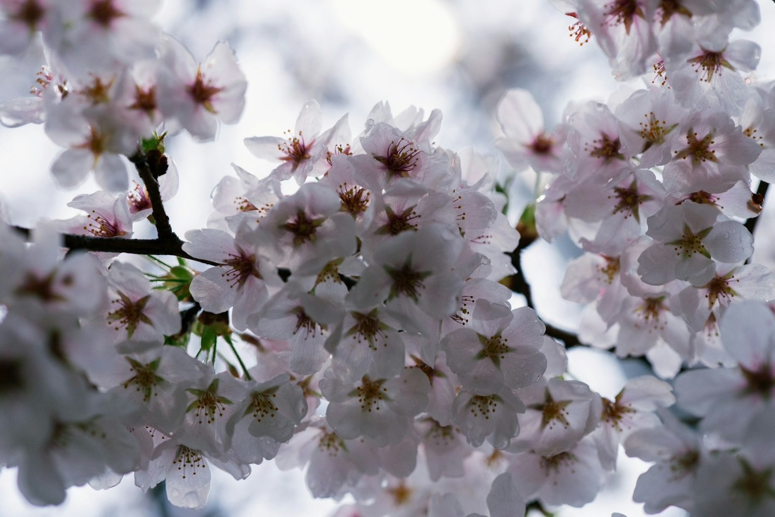 Primer plano de ramas de cerezo en flor con pétalos blancos delicados y centros amarillos