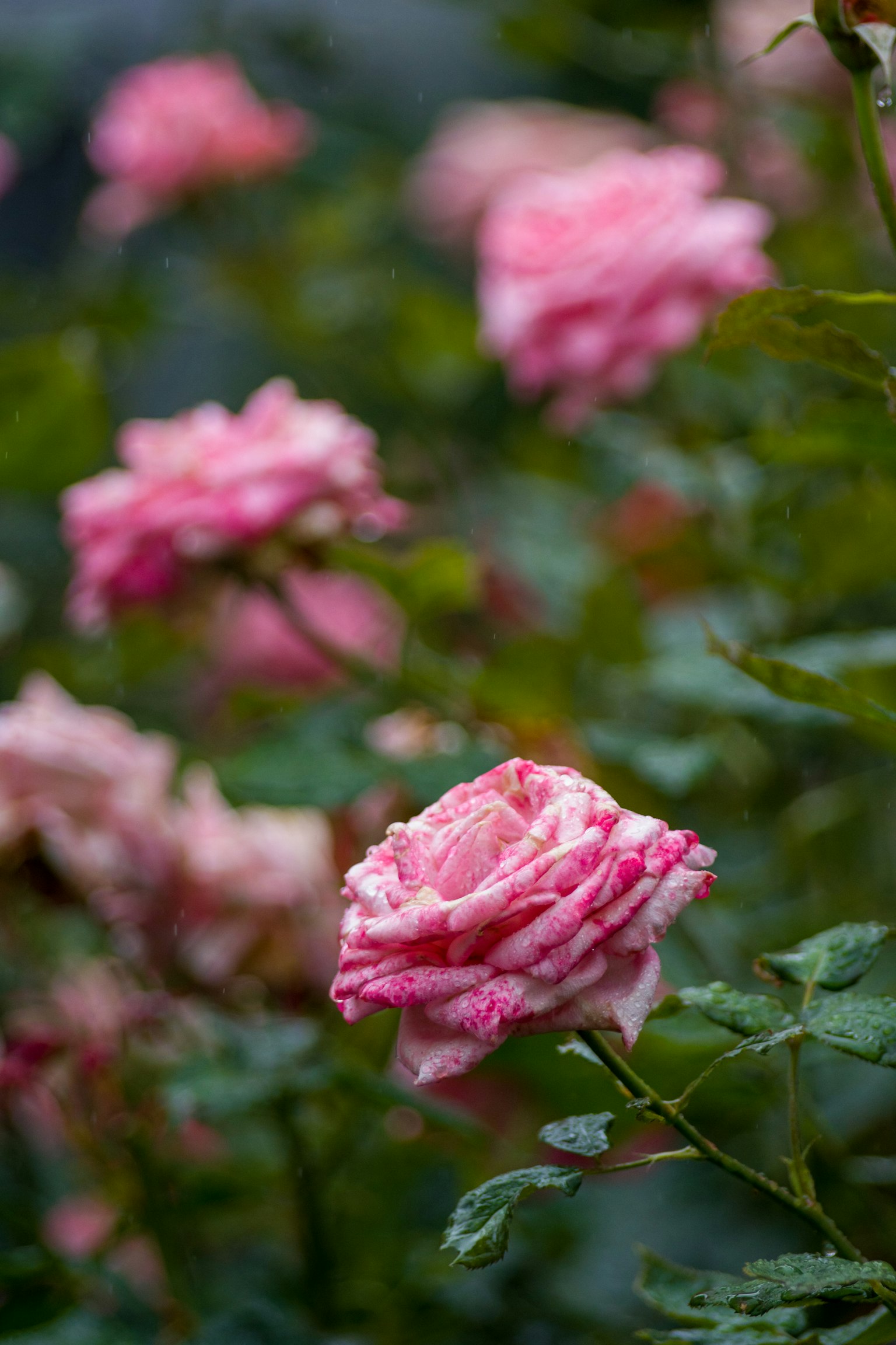 Una escena de jardín con rosas rosadas en flor