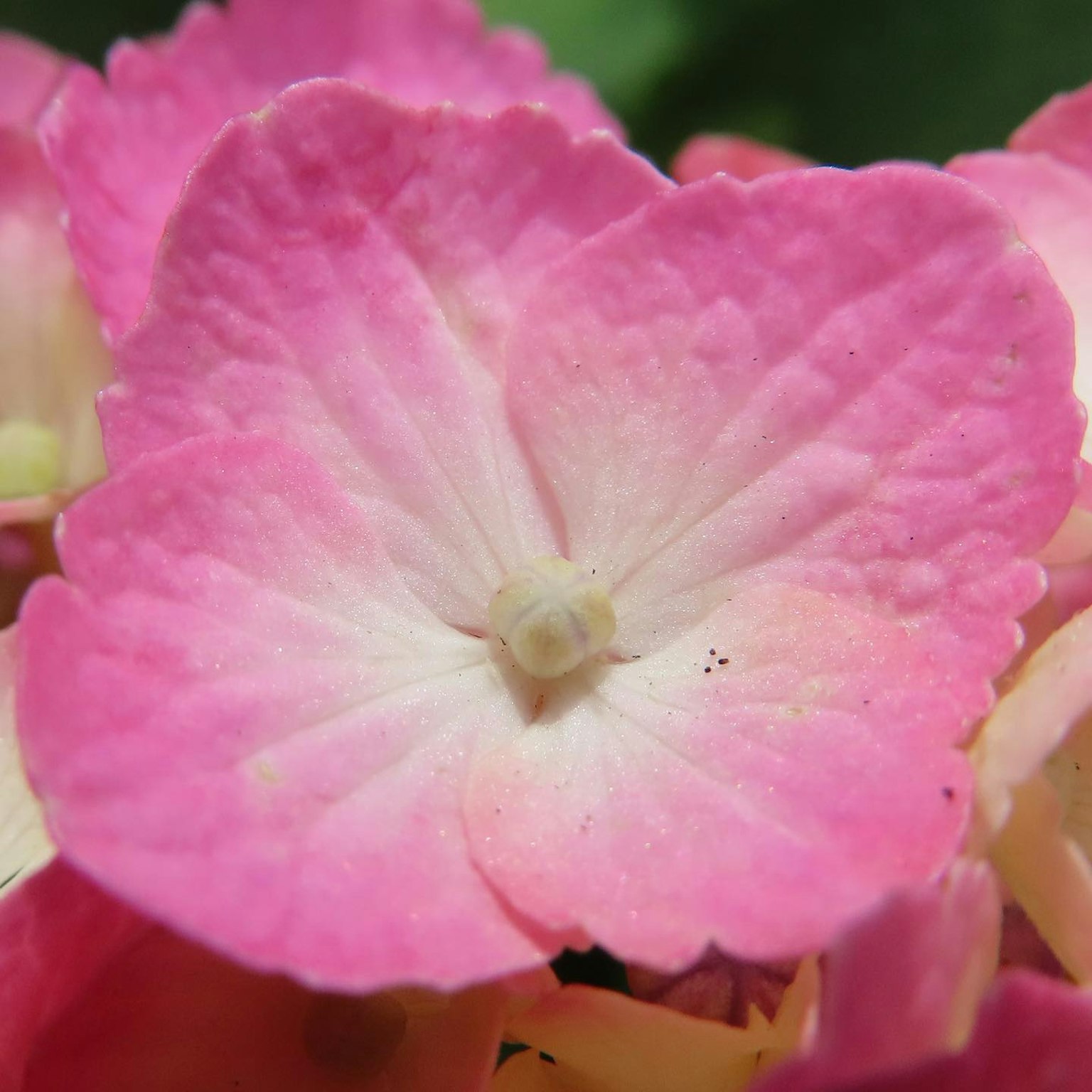 Primo piano di un petalo di ortensia rosa