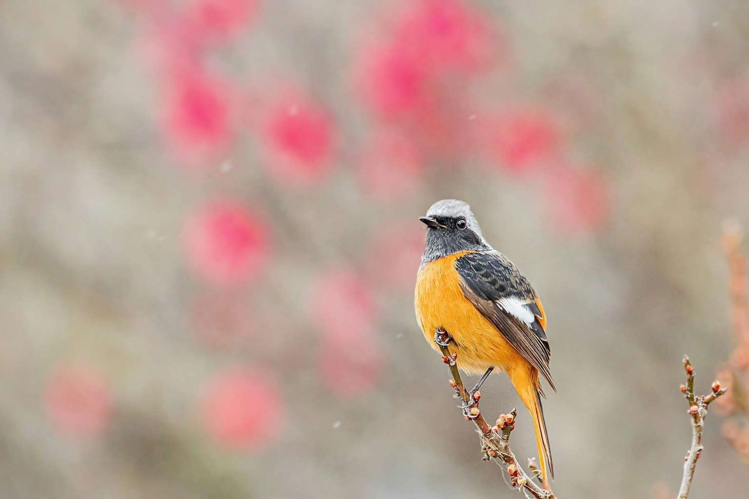 Ein Vogel mit orangefarbenen Federn sitzt auf einem Zweig vor einem Hintergrund aus roten Blumen
