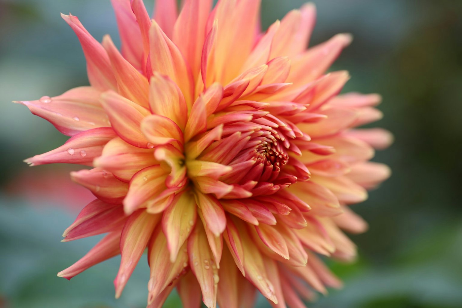 Primer plano de una vibrante flor de dalia naranja y rosa