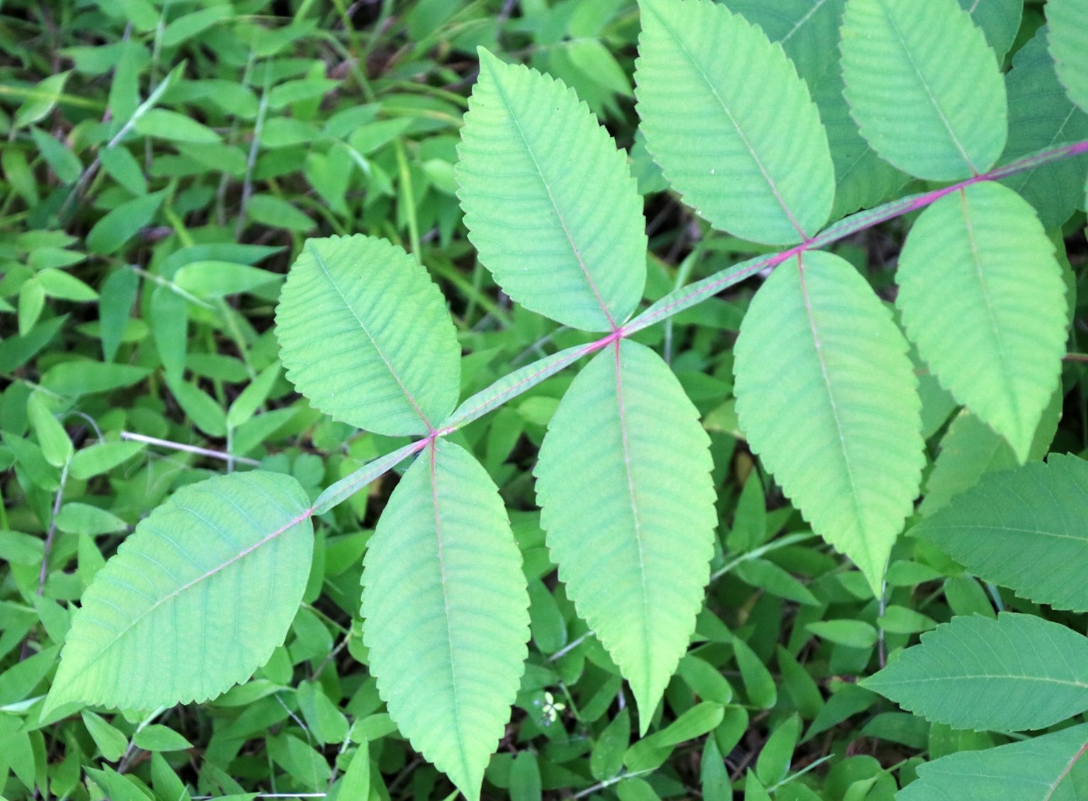 Gros plan sur une feuille composée verte avec plusieurs folioles