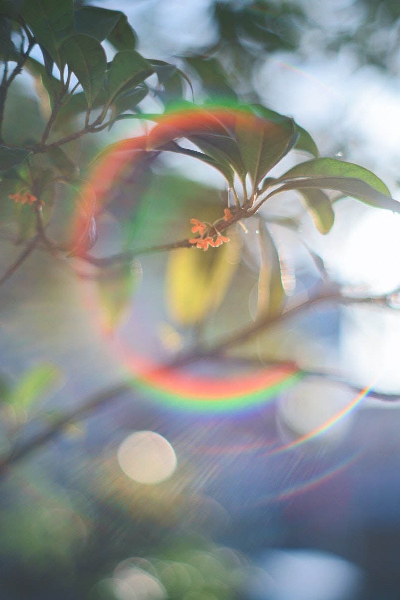 Anelli di luce dai colori dell’arcobaleno sulle foglie con bokeh morbido