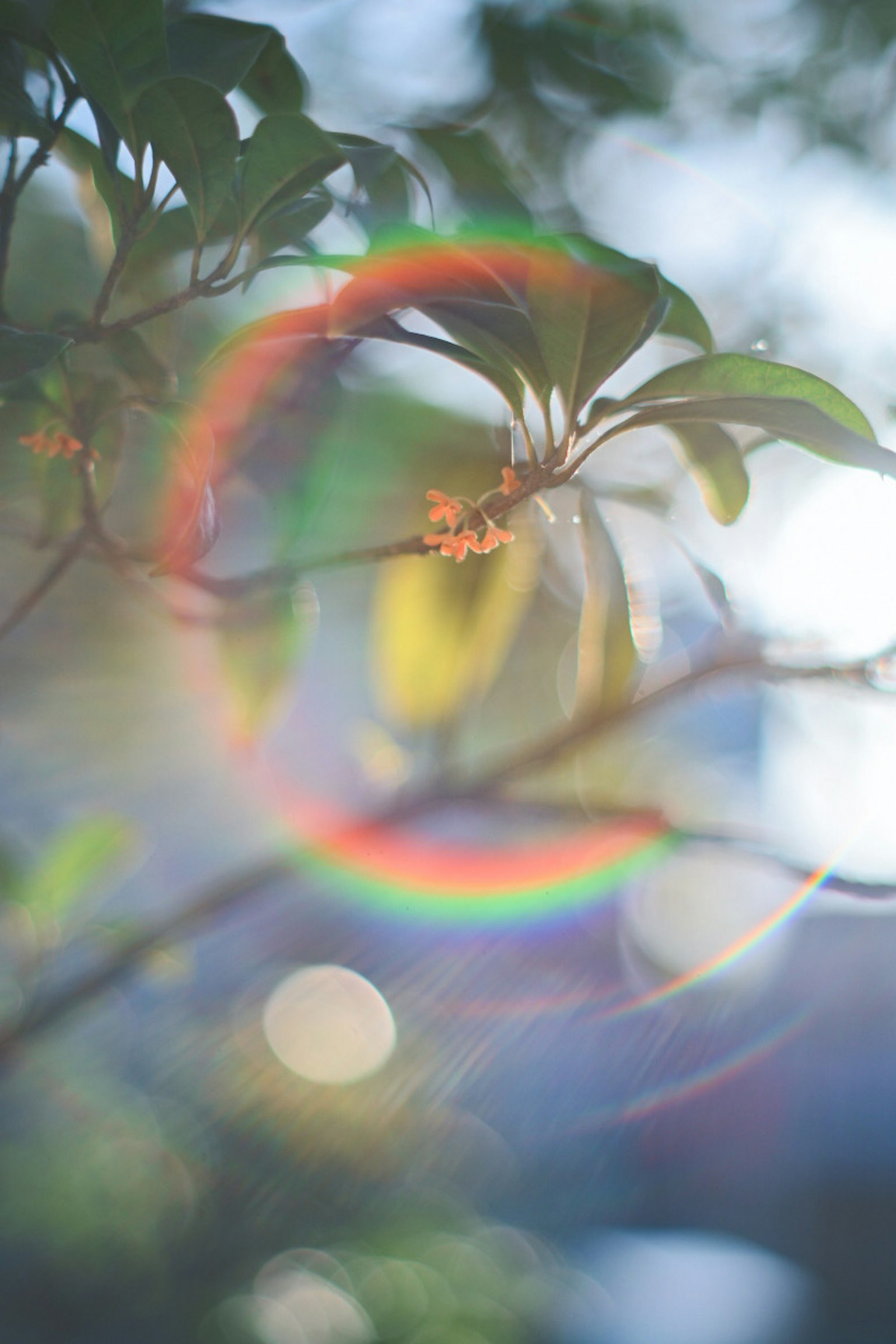 光の虹色の円が見える緑の葉と花のクローズアップ