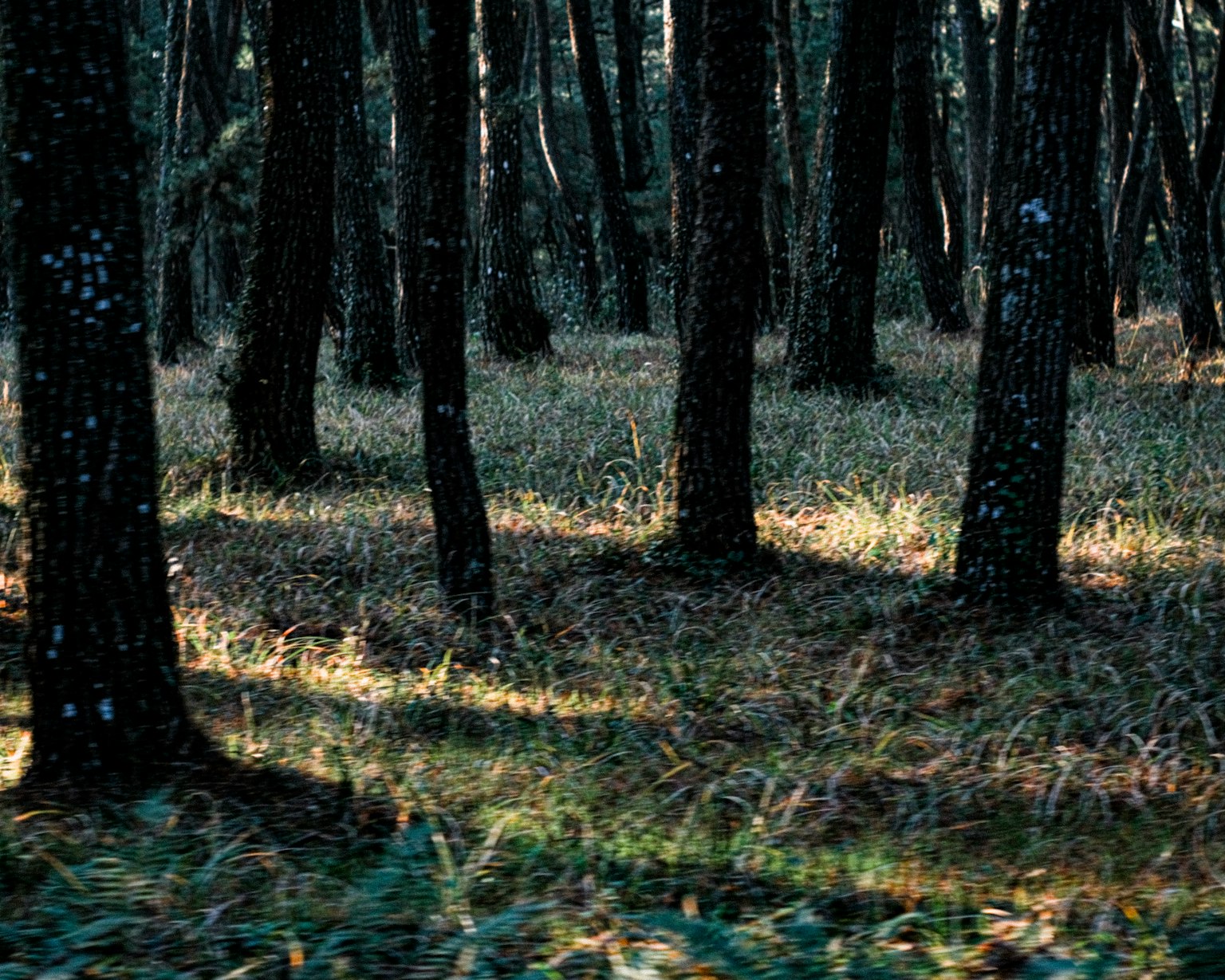 Scena di foresta scura con alberi e erba