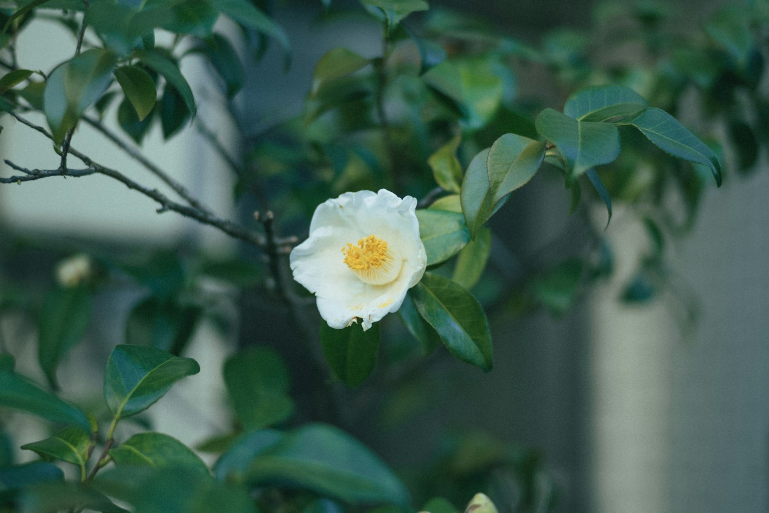 綠色葉子枝上的白色花朵和黃色中心