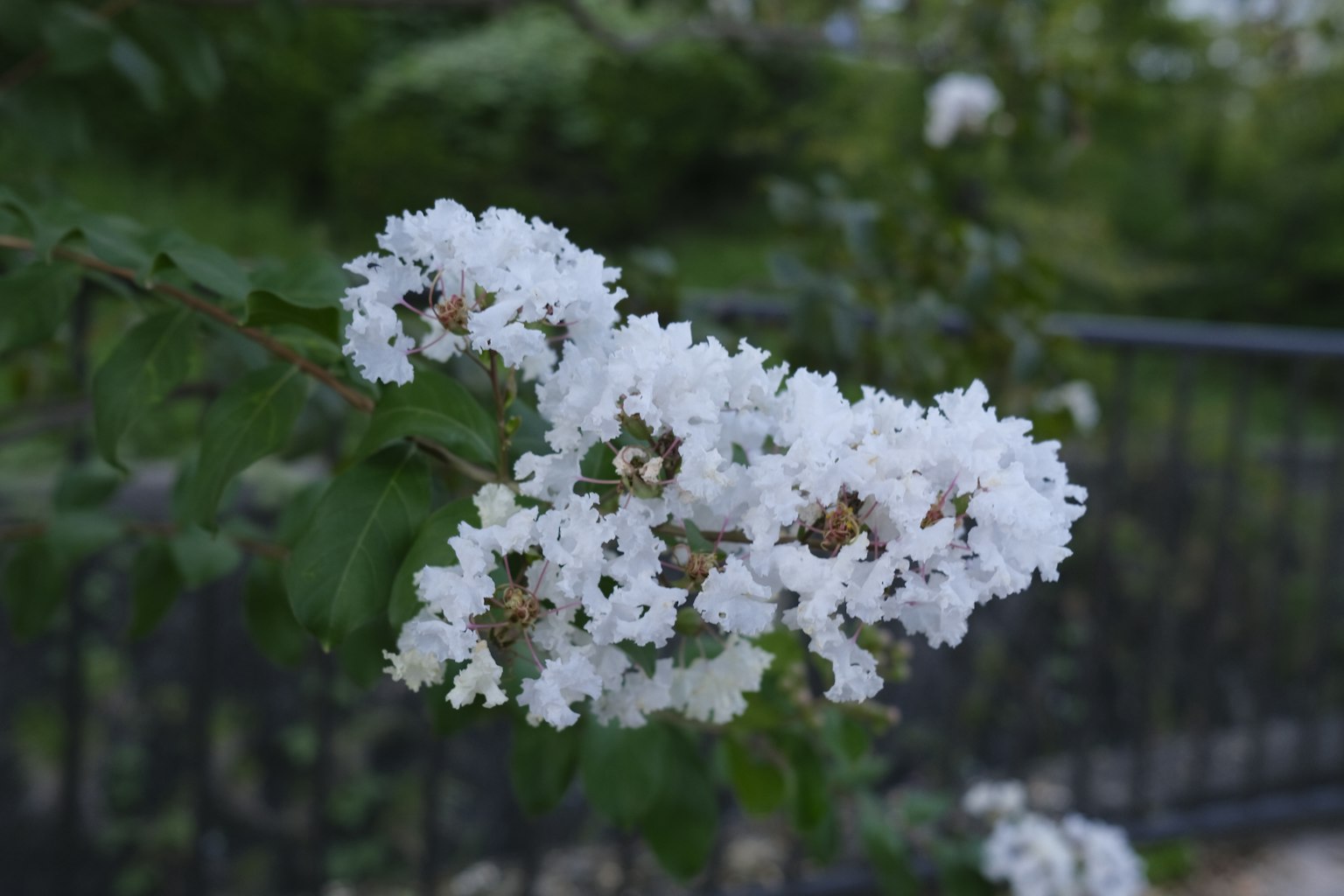 Nahaufnahme eines Zweigs mit blühenden weißen Blumen