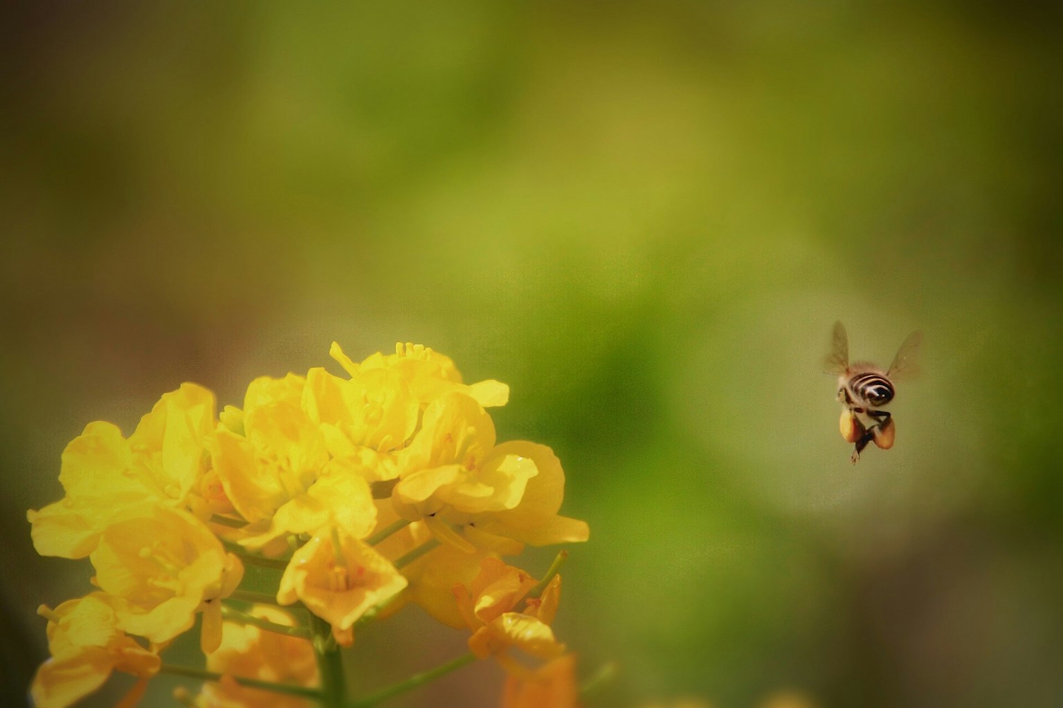 Close-up of a bee hovering near yellow flowers
