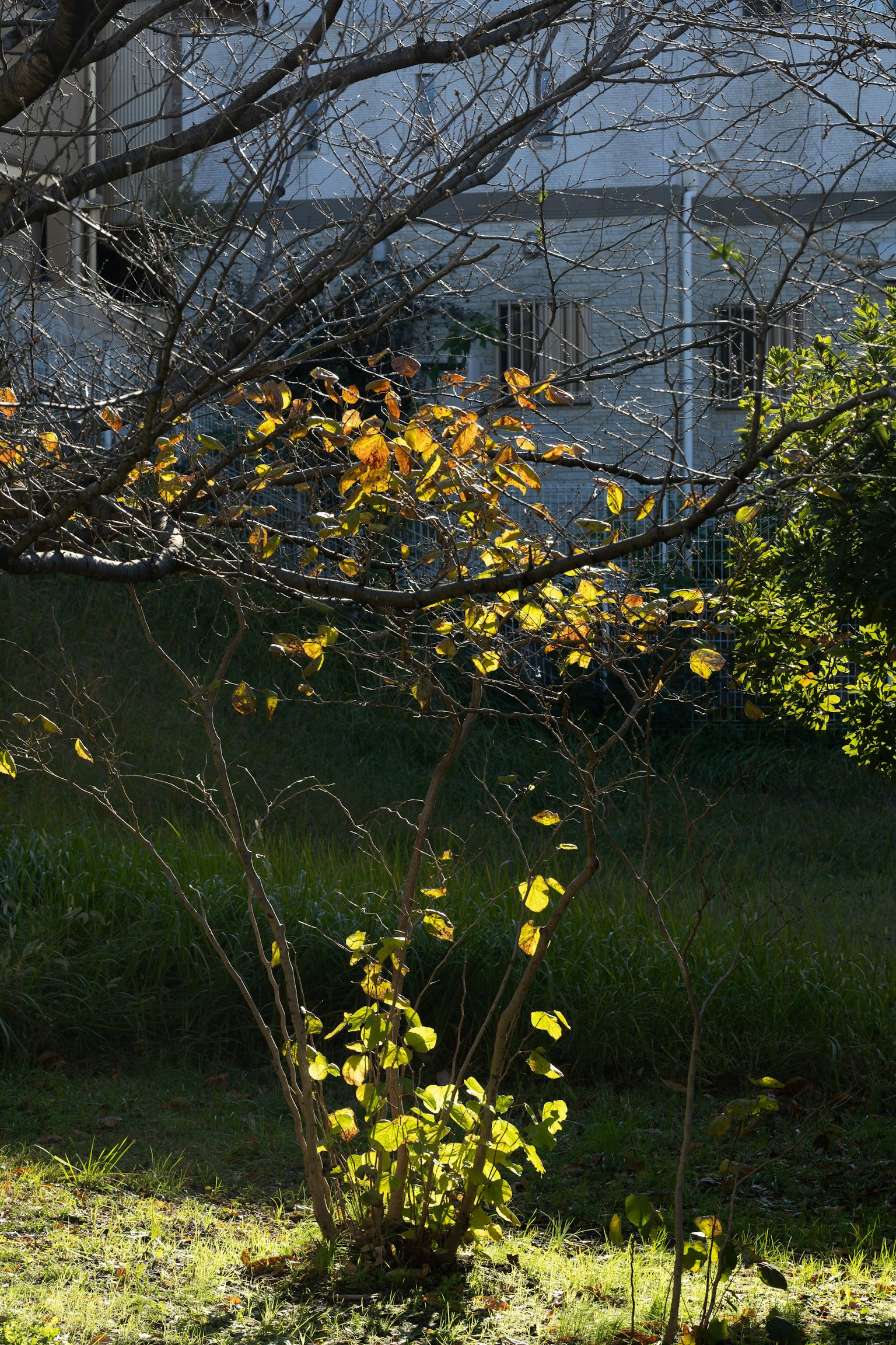 Une scène avec des feuilles d'automne sur un arbre et de l'herbe verte en arrière-plan