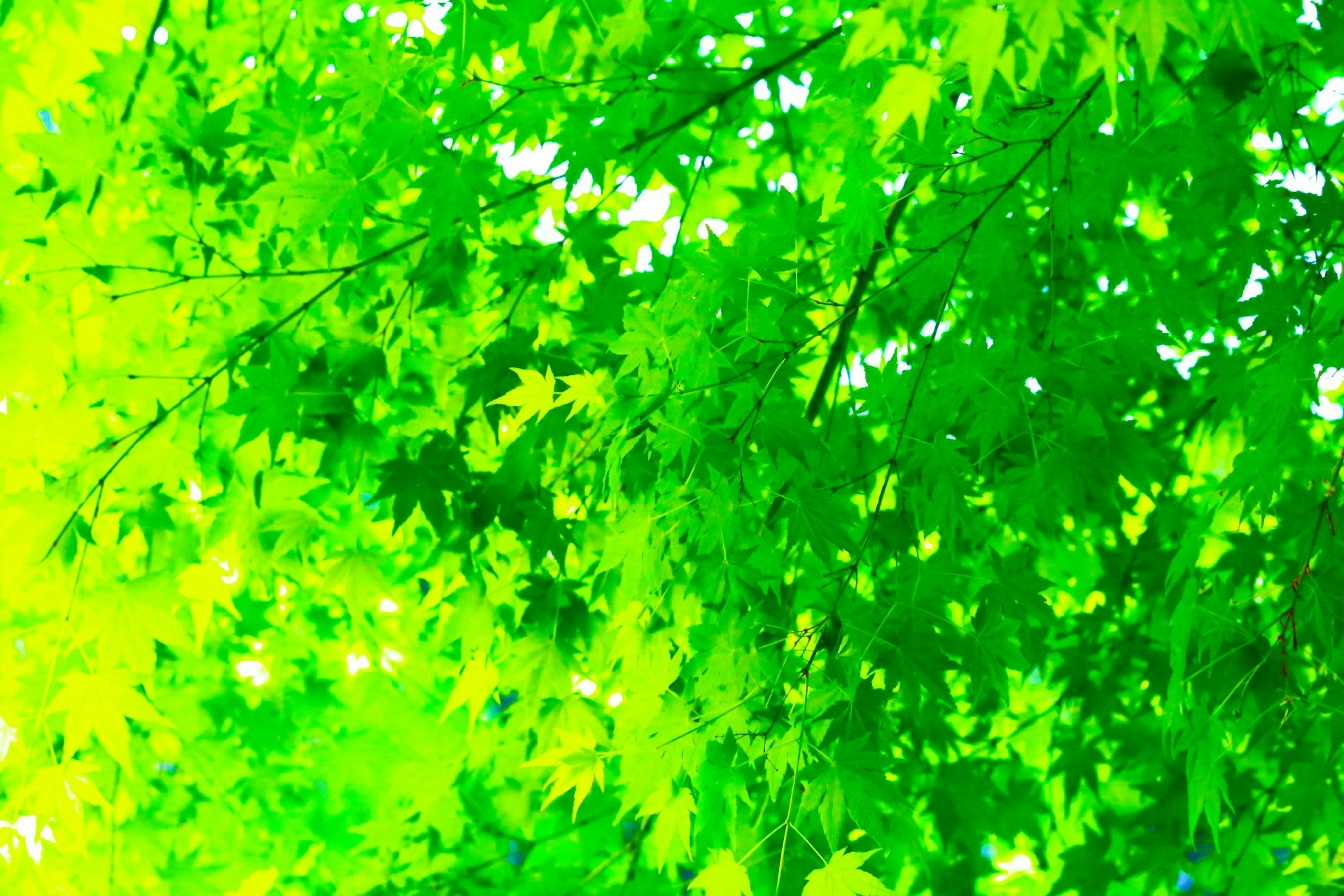 vibrant fresh green leaves on tree branches background