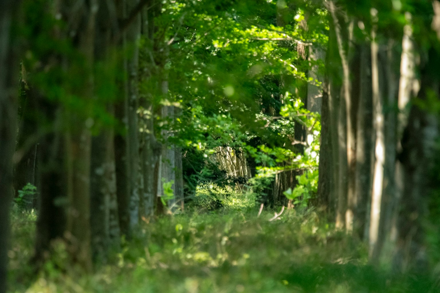 Ein Weg, umgeben von üppigen grünen Bäumen in einem Wald