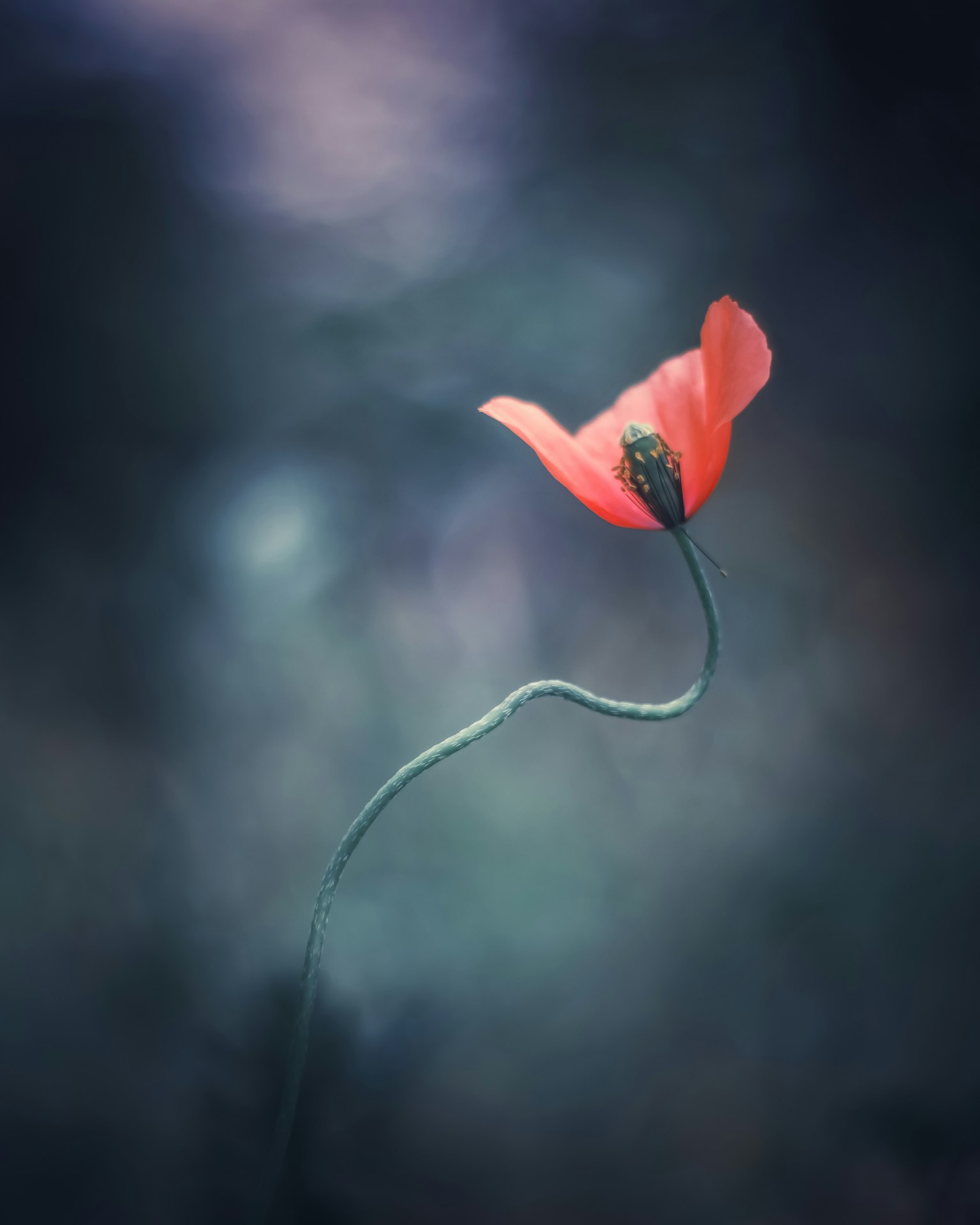 Une belle fleur de coquelicot rouge se détache sur un fond doux