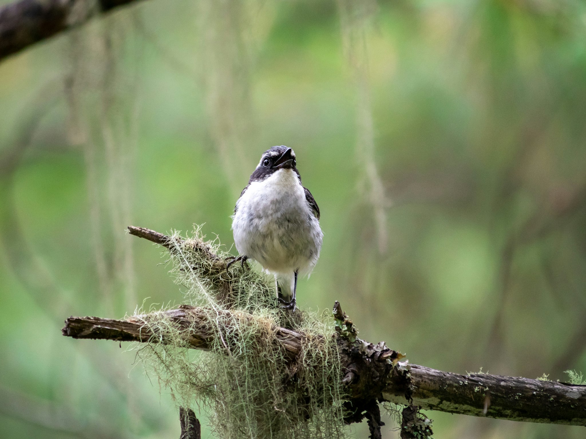 pequeño pájaro posado sobre una rama en el pasto