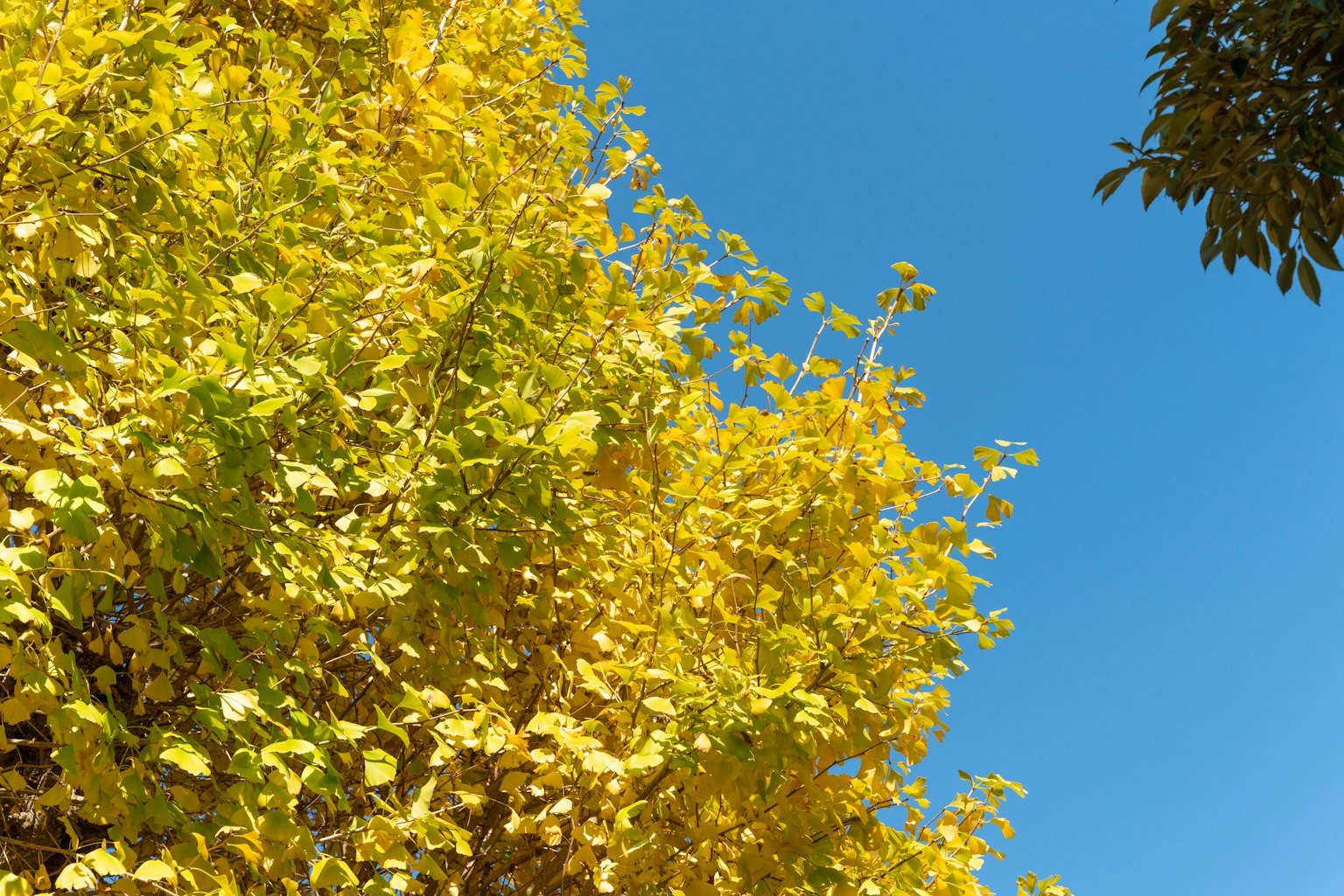 Daun kuning cerah di bawah langit biru yang jelas