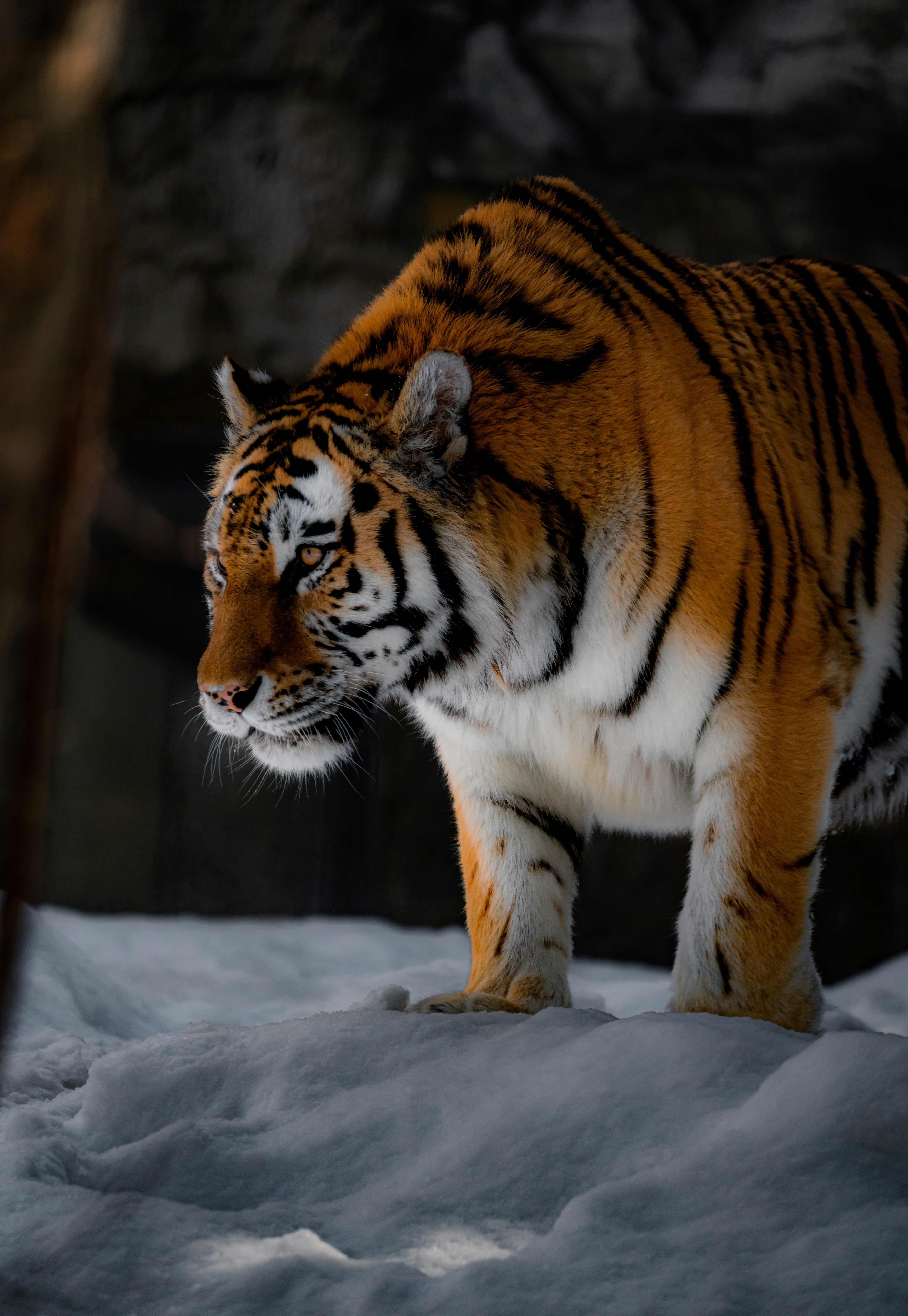 perfil de un tigre de pie sobre la nieve