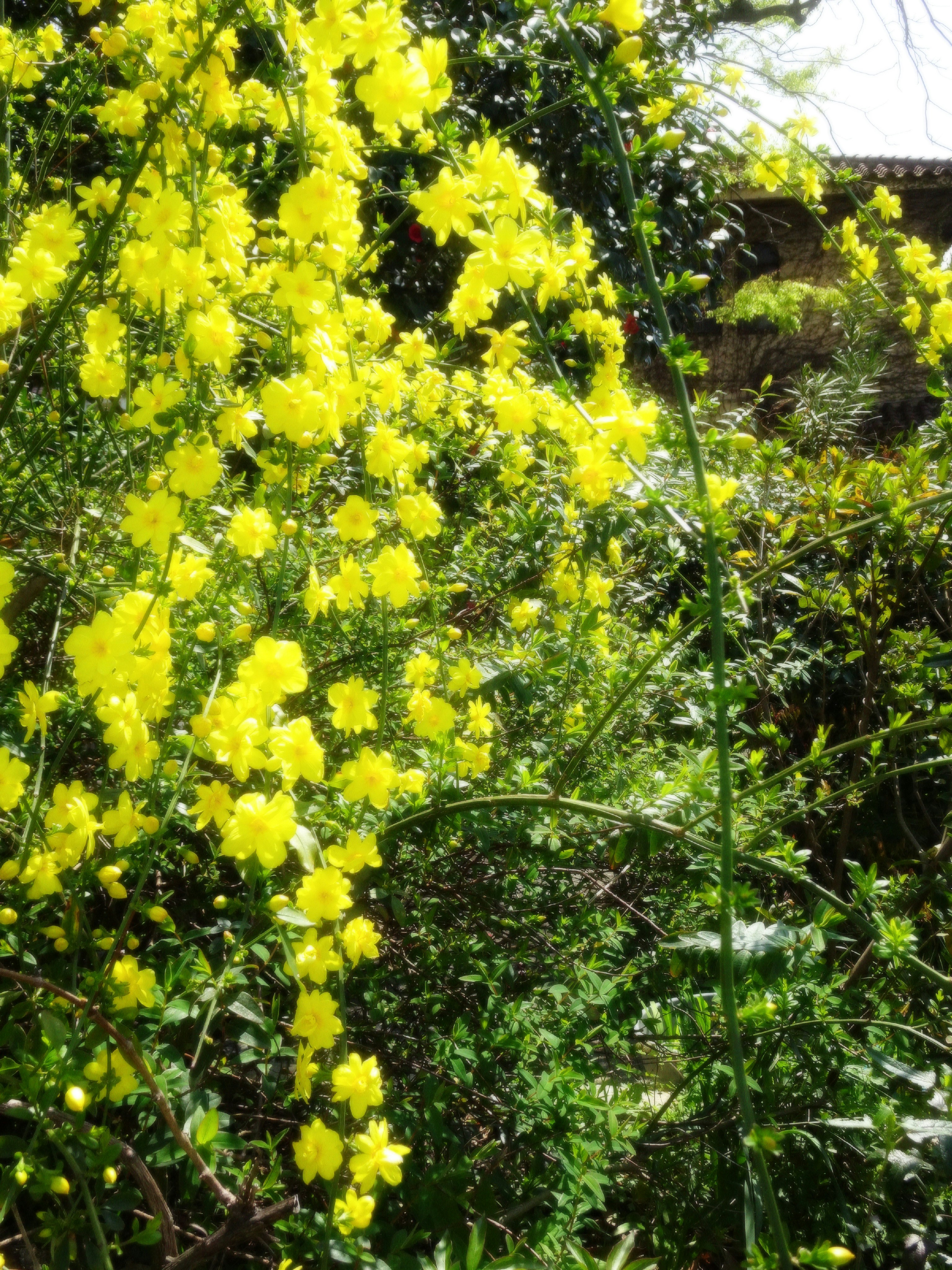 黄色い花が咲く茂みの中の小道
