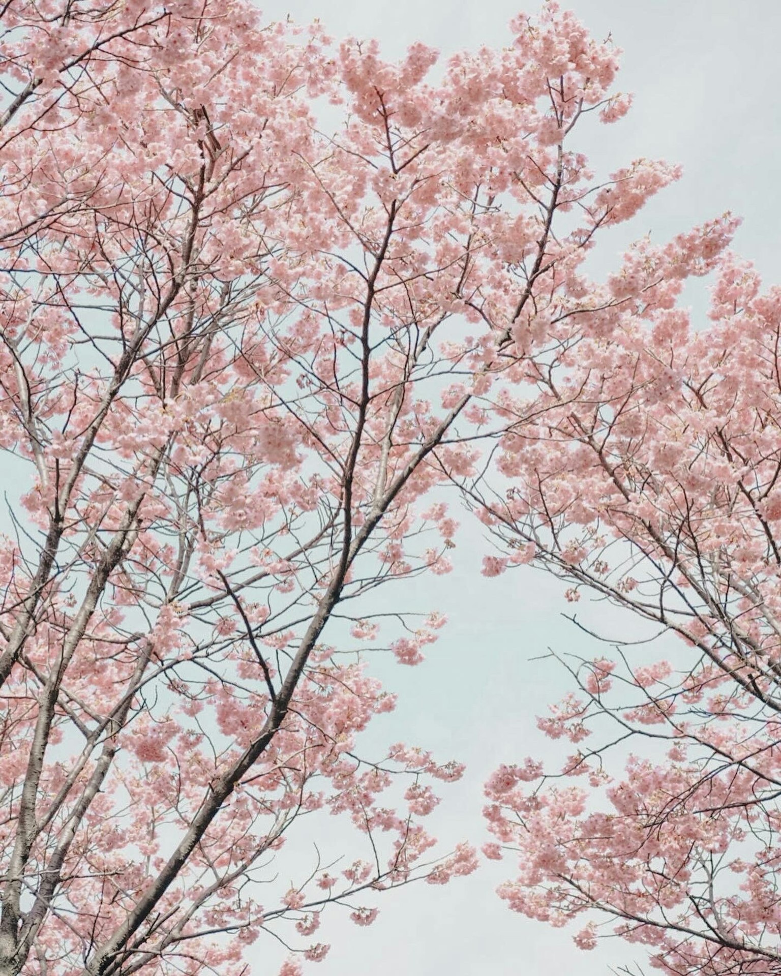 樱花树枝与粉色花朵映衬在淡蓝色天空下