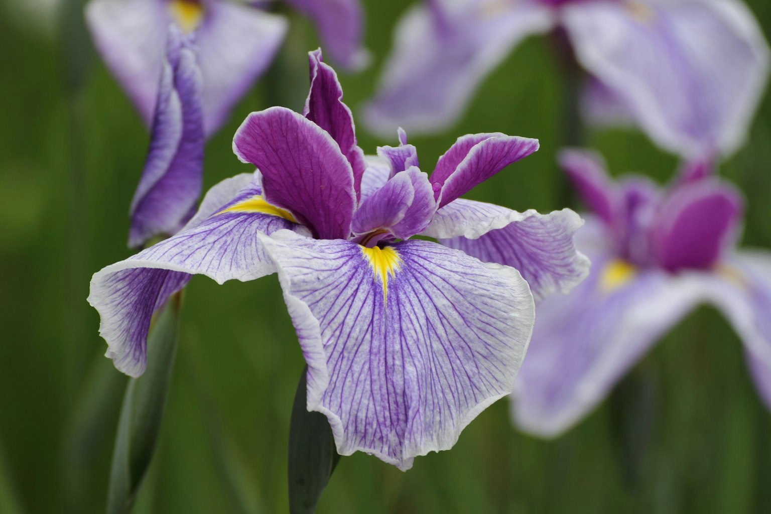 Belle scène de fleurs d'iris violettes en fleurs