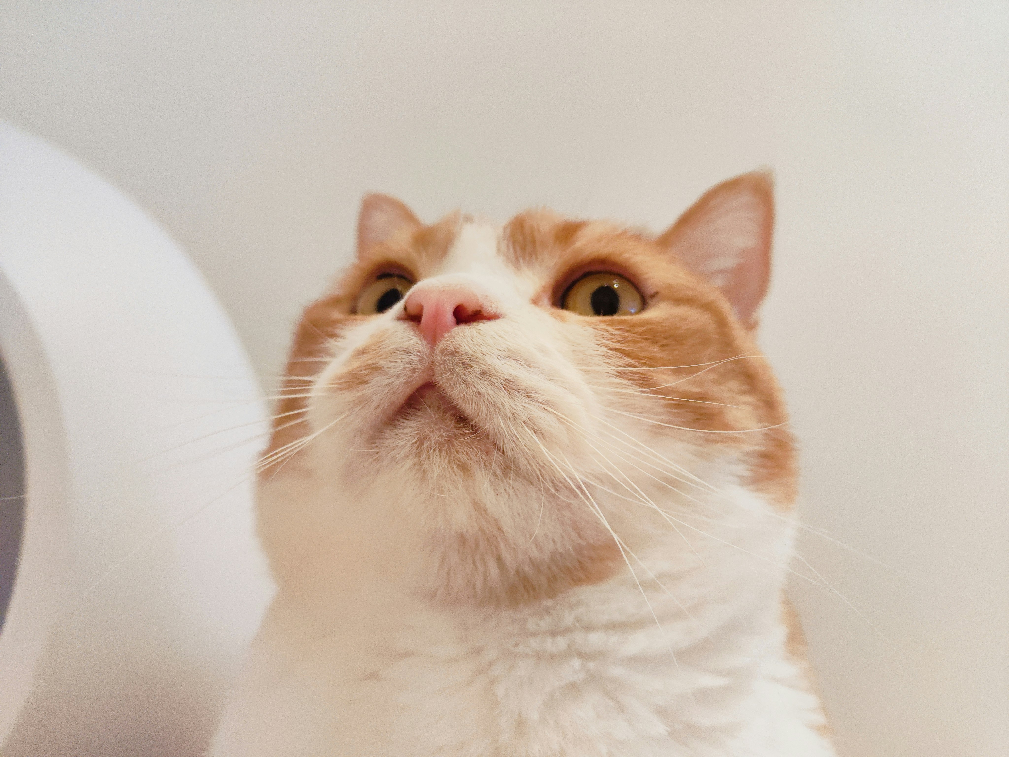 gatto che guarda in alto davanti a un bordo di cupola bianca