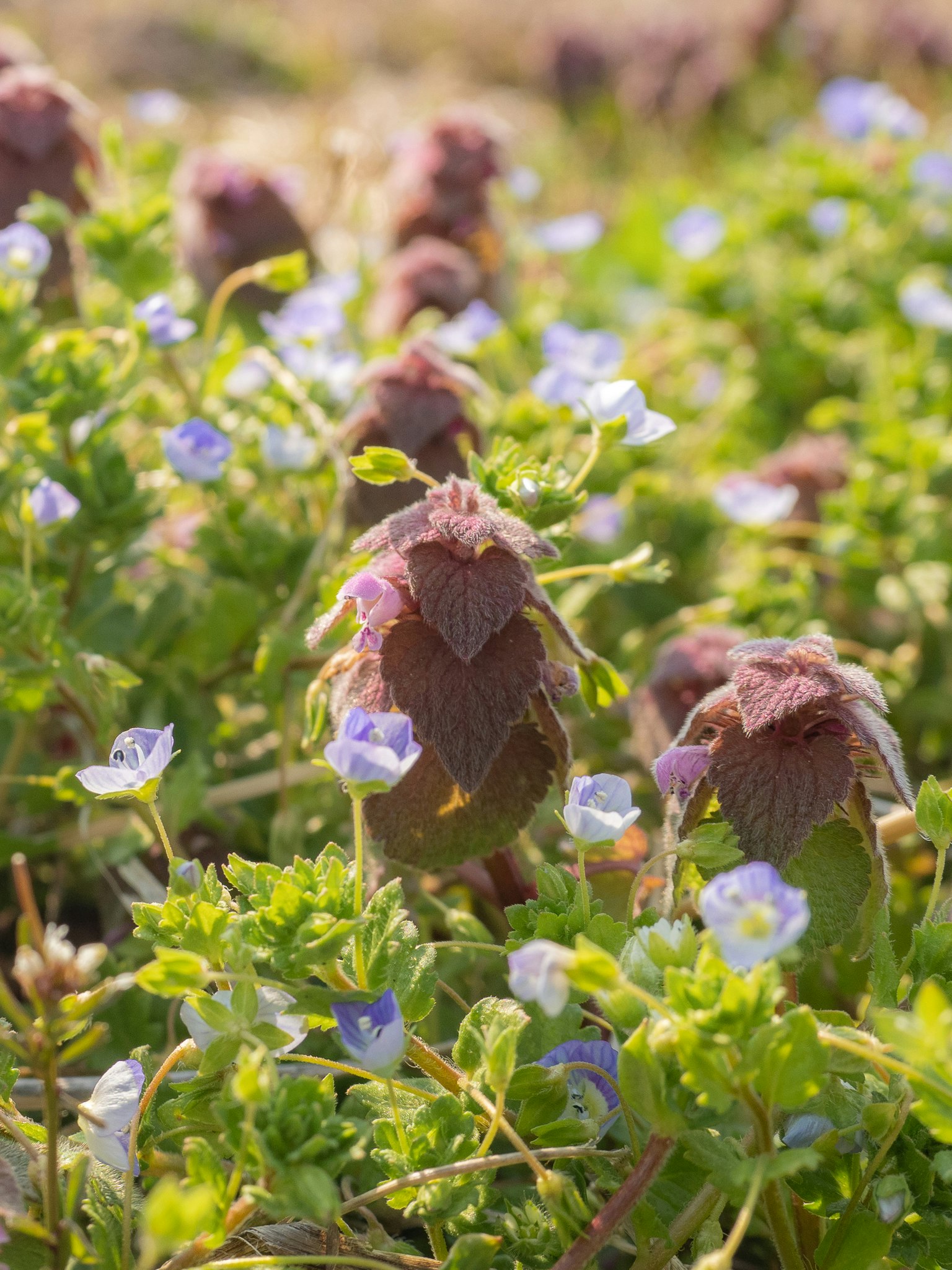 Raggruppamento di piante verdi con gemme viola e fiori blu