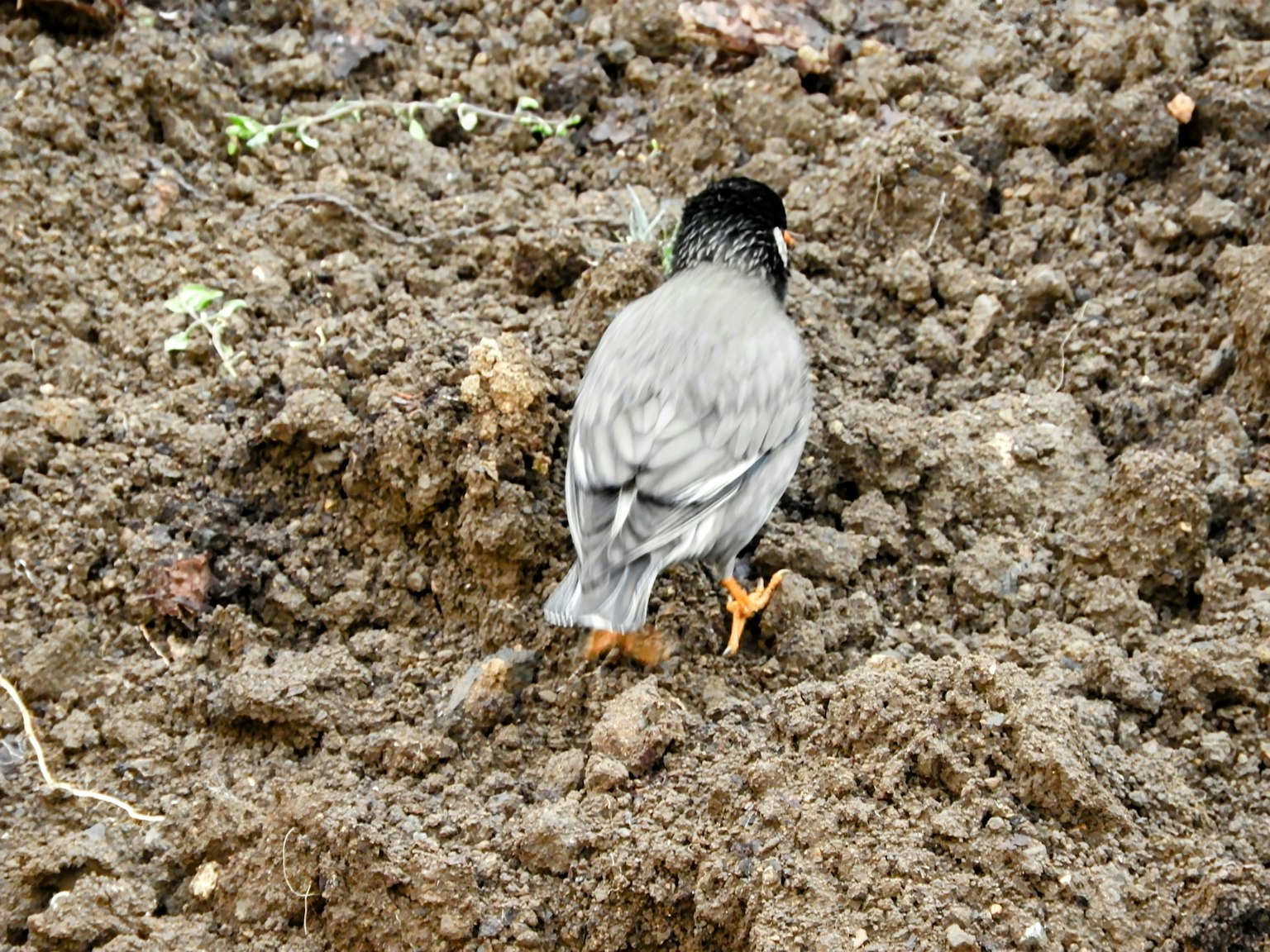 一隻灰色的鳥在土壤上行走