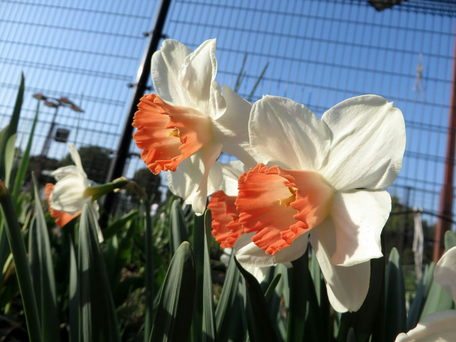白色花瓣和橙色邊緣的水仙花在花園中盛開