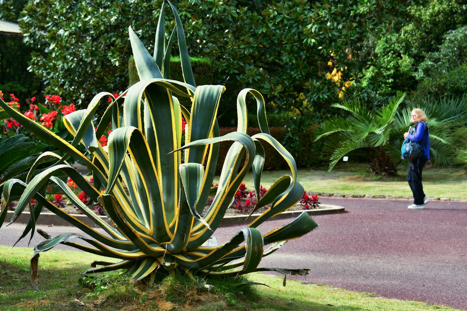大きな葉を持つ植物と背景の花々がある公園の風景